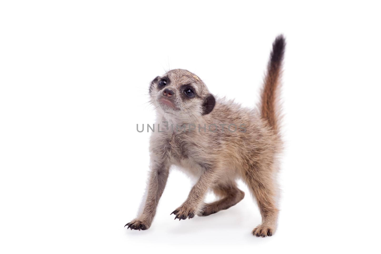 The meerkat or suricate cub, Suricata suricatta, isolated on white