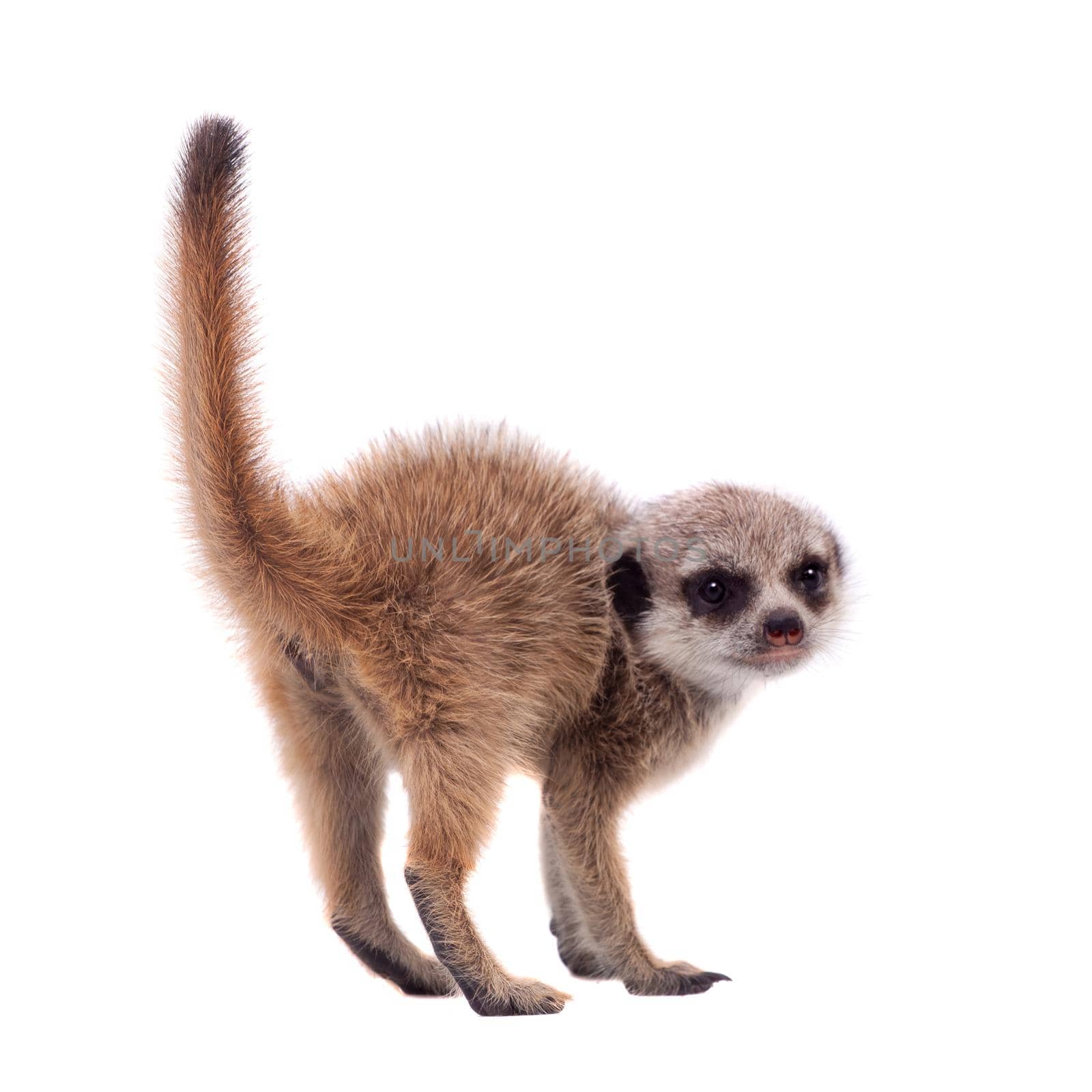 The meerkat or suricate cub, 2 month old, on white by RosaJay