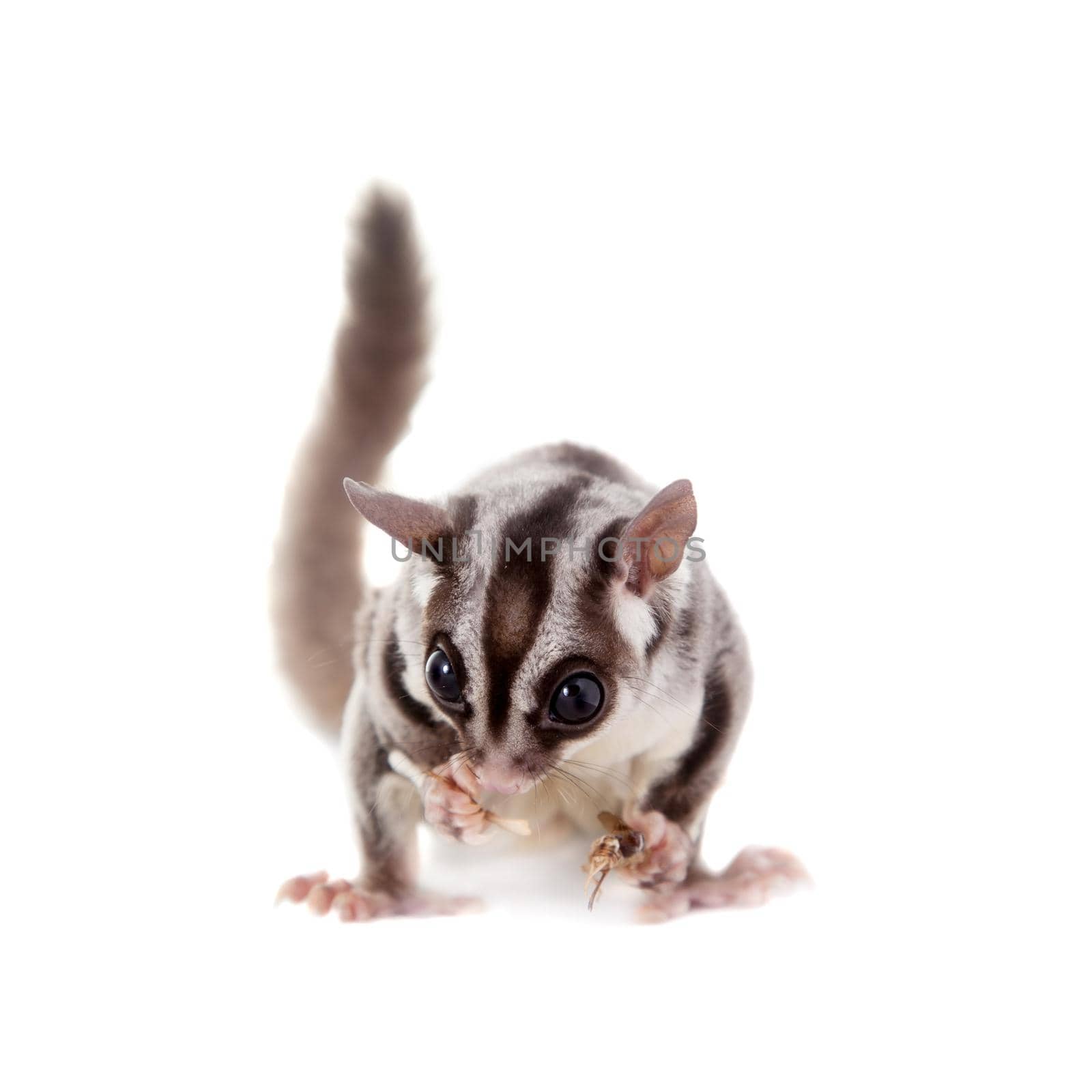 Sugar glider, Petaurus breviceps, on white by RosaJay