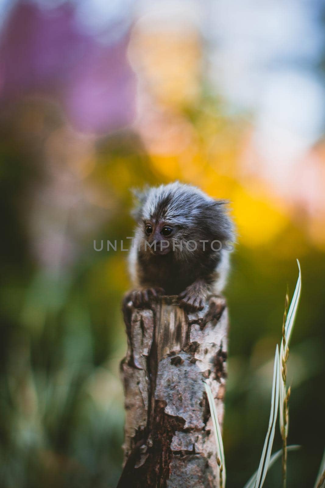 The common marmoset baby on the branch in summer garden by RosaJay