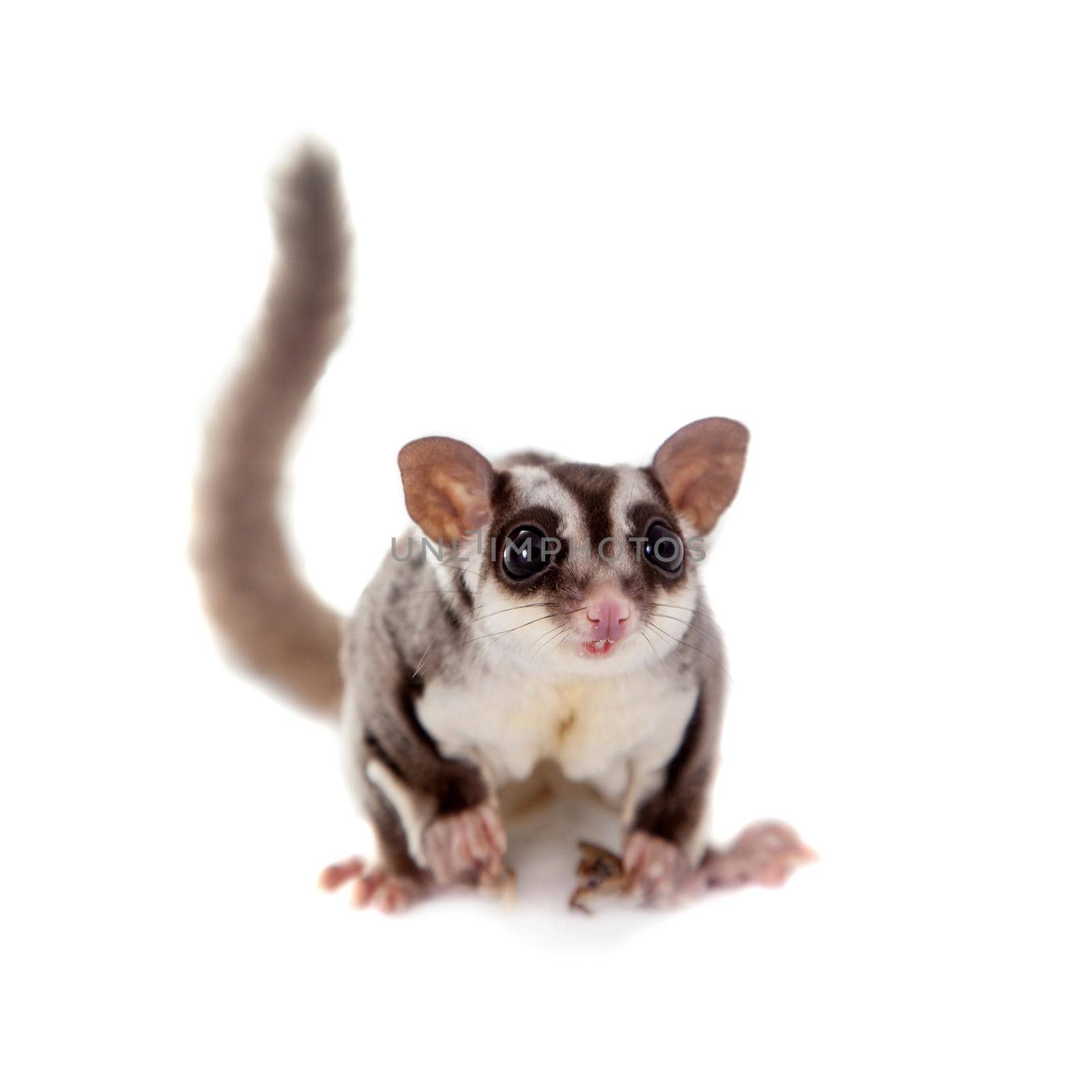 Sugar glider, Petaurus breviceps, on white by RosaJay