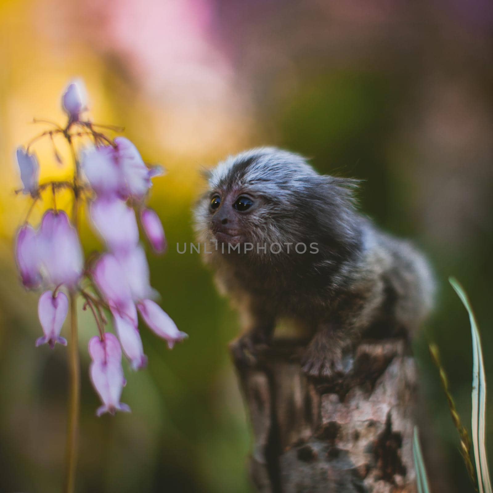 The common marmoset baby on the branch in summer garden by RosaJay