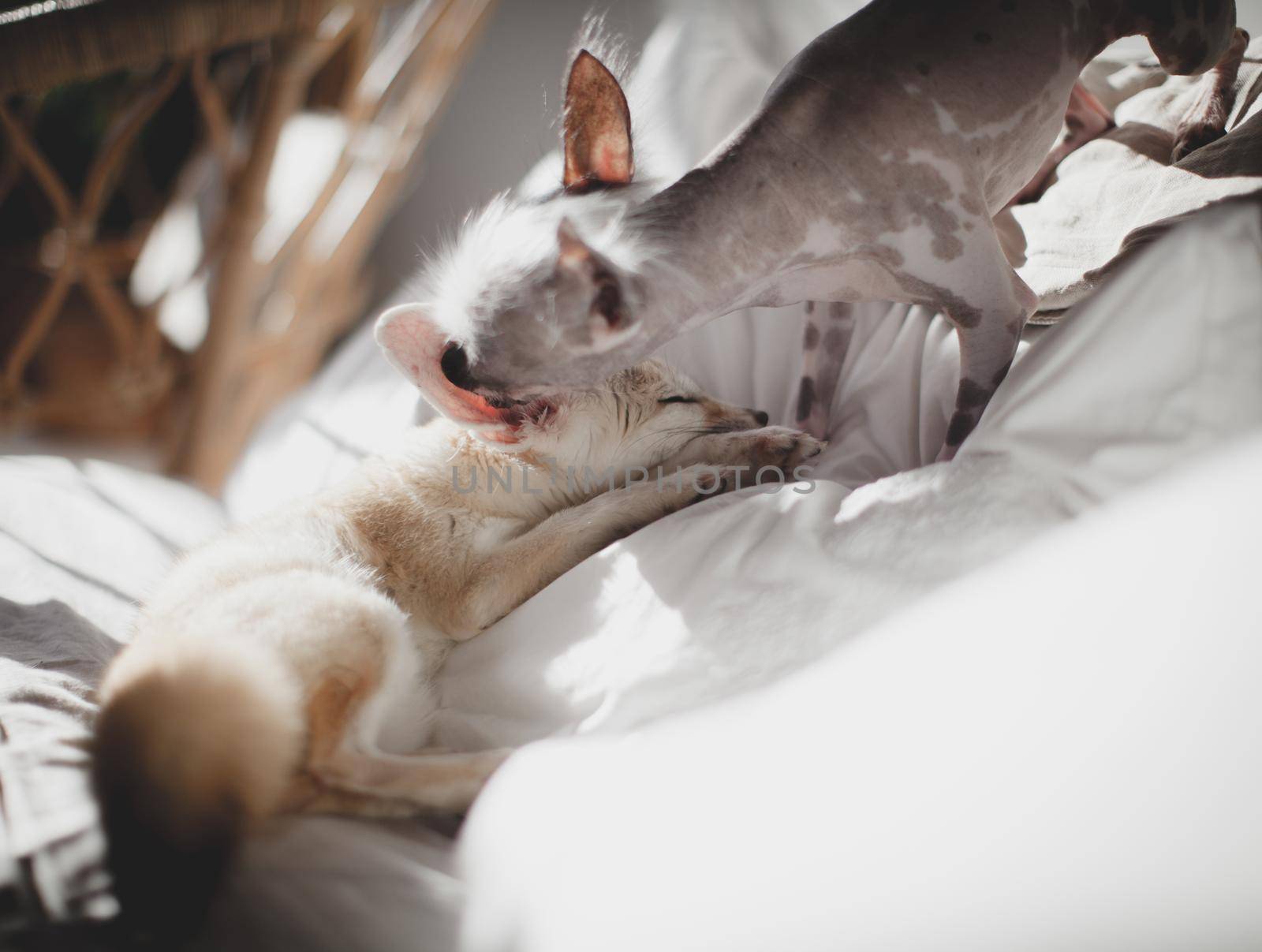 Ugly peruvian hairless and chihuahua mix dog licks a pretty fennec fox