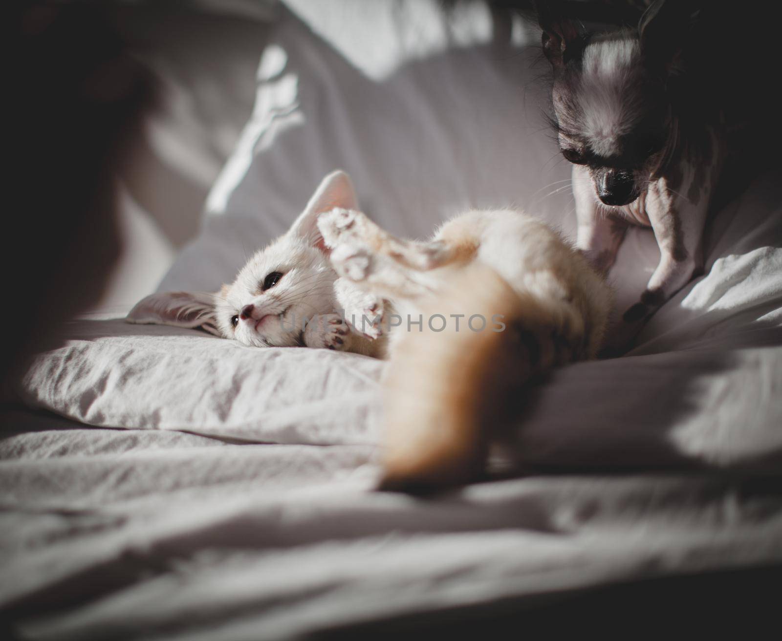 Peruvian hairless and chihuahua mix dog licks a fennec fox by RosaJay