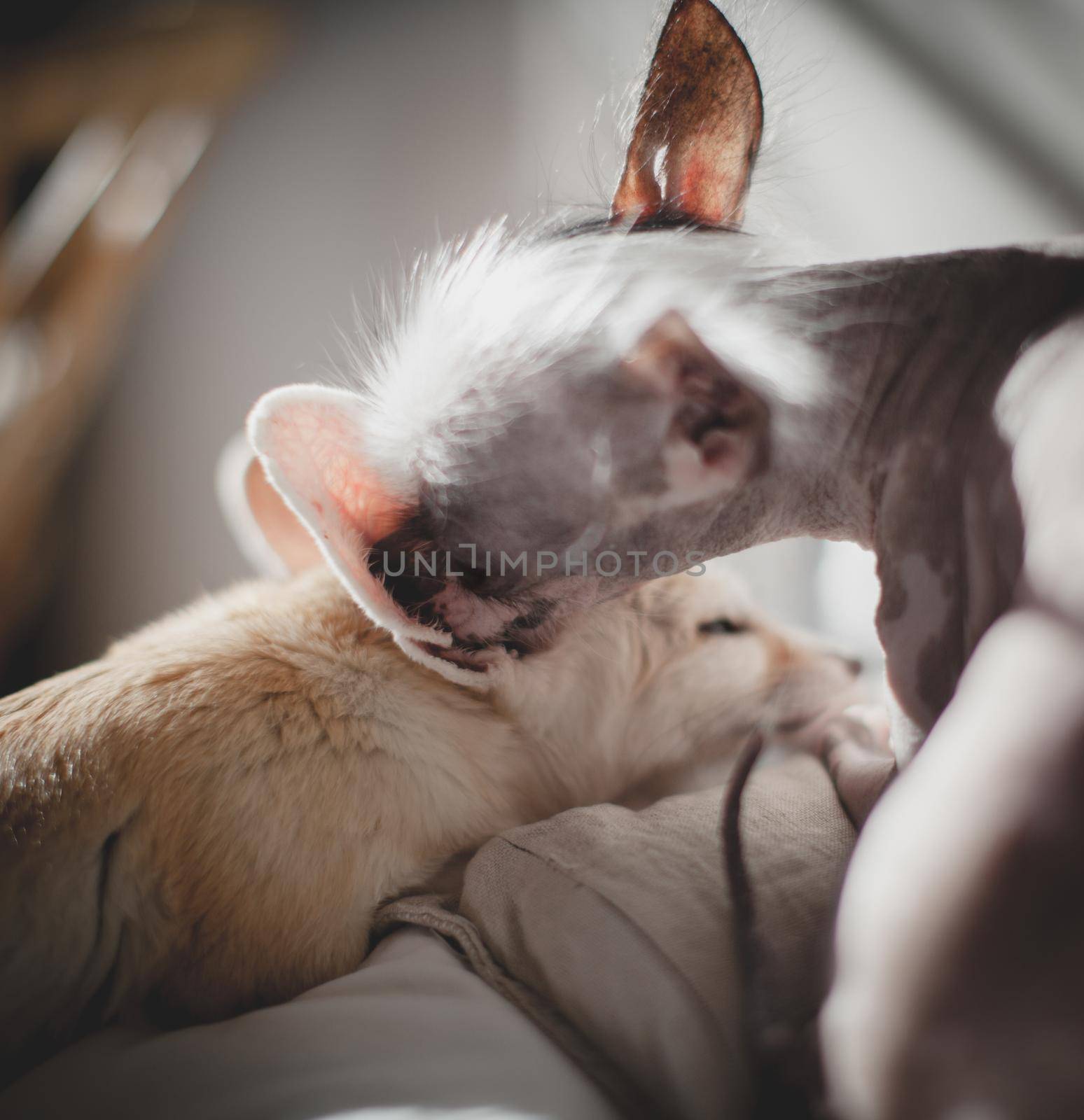 Ugly peruvian hairless and chihuahua mix dog licks a pretty fennec fox