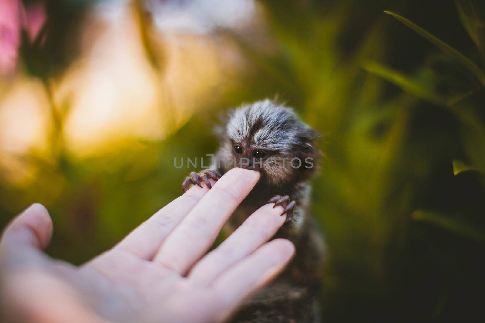 The common marmoset baby on the branch in summer garden with humsn hand by RosaJay