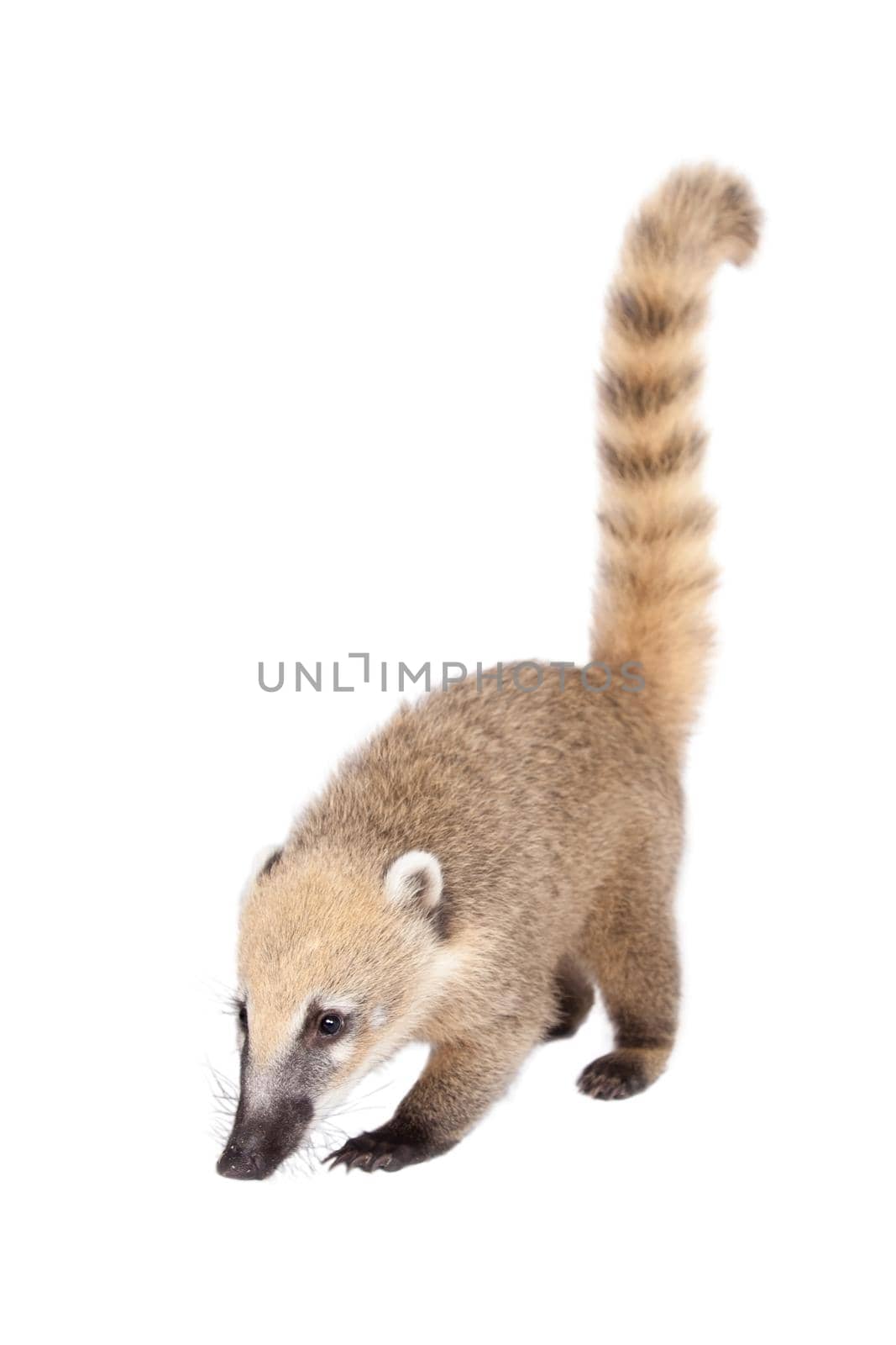 South American coati, Nasua nasua, baby isolated on white background