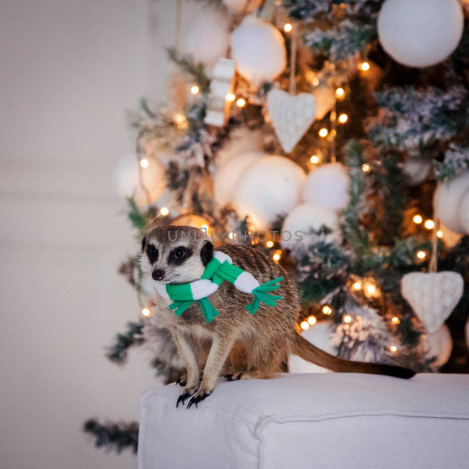 The meerkat or suricate, Suricata suricatta, in decorated room with Christmass tree. New Years celebration.