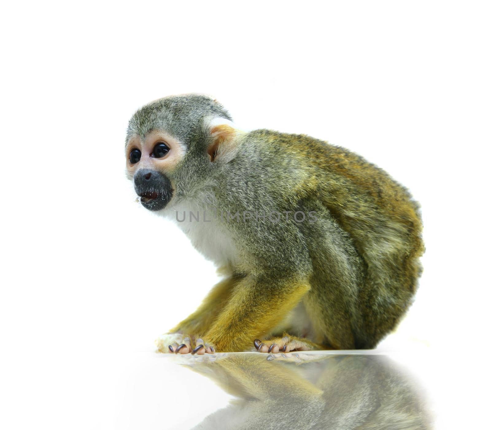 Common squirrel monkey, Saimiri sciureus, on white background