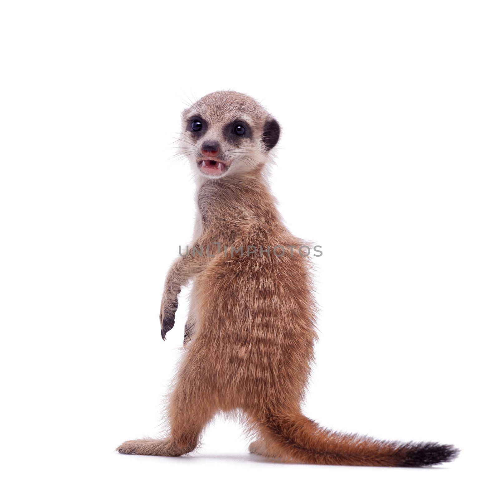 The meerkat or suricate cub, Suricata suricatta, isolated on white