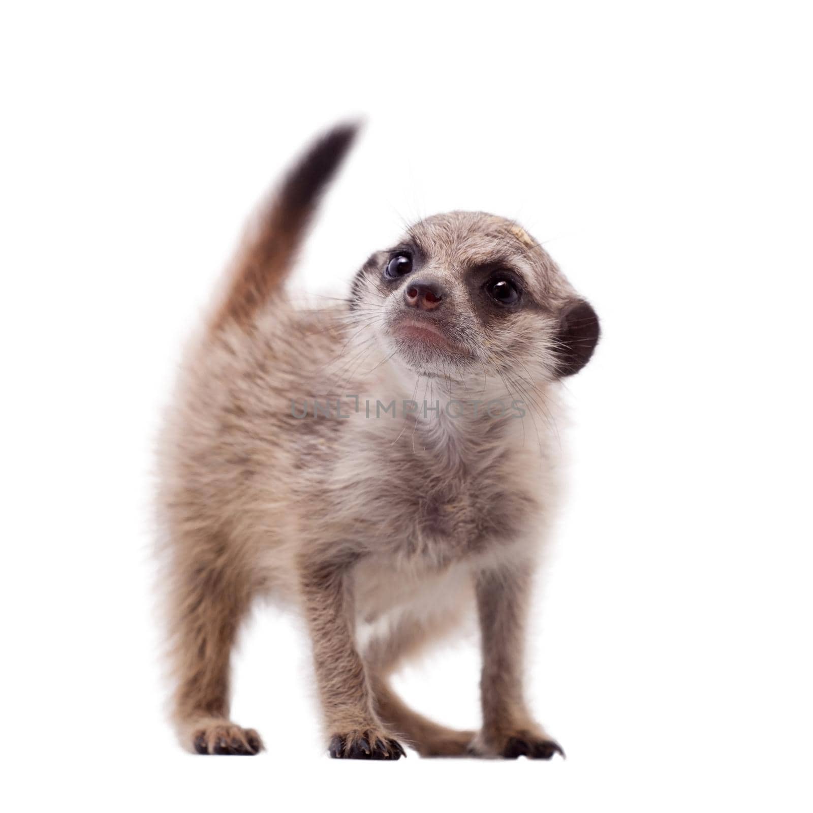 The meerkat or suricate cub, Suricata suricatta, isolated on white