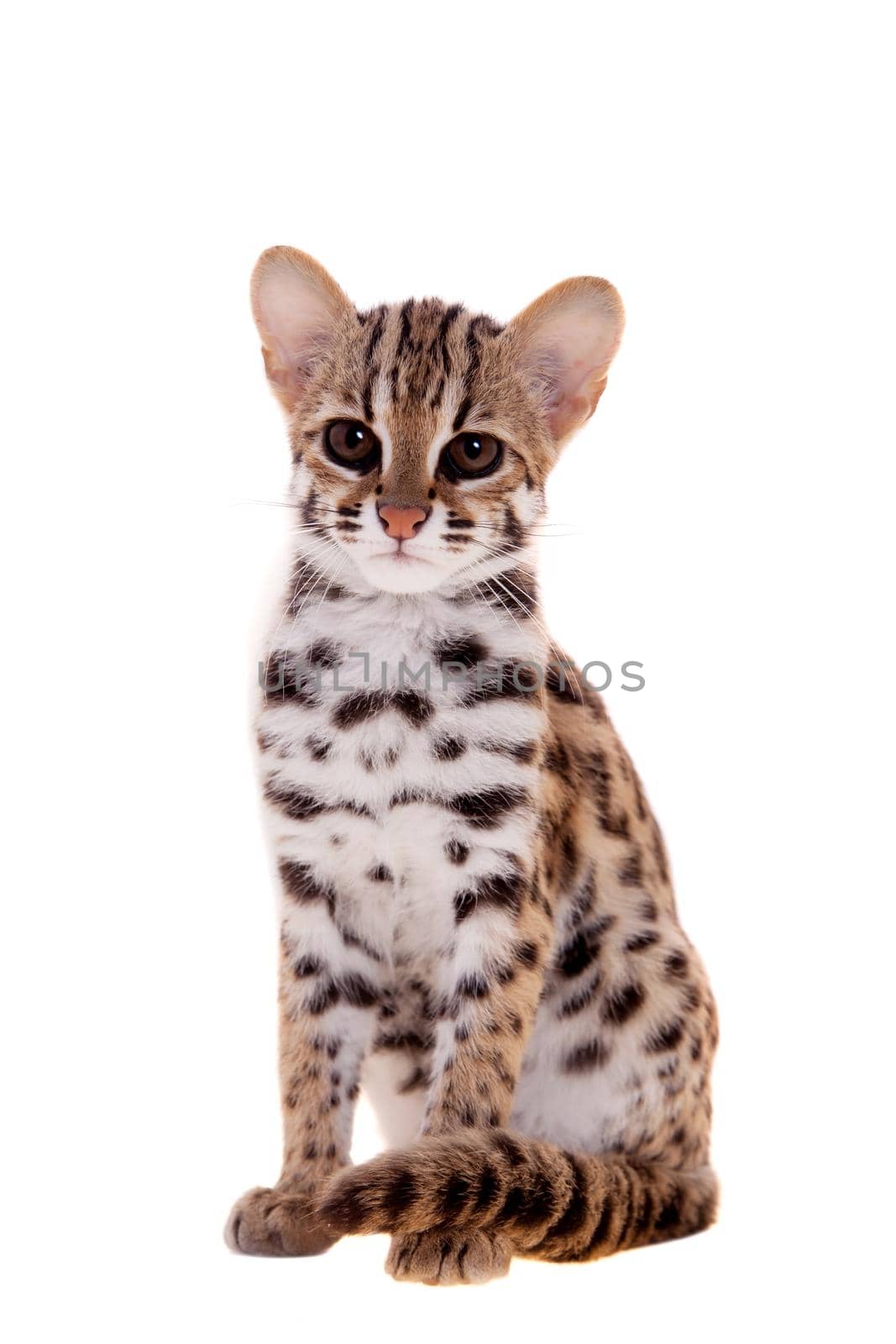 Asian leopard cat, Prionailurus bengalensis, isolated on white