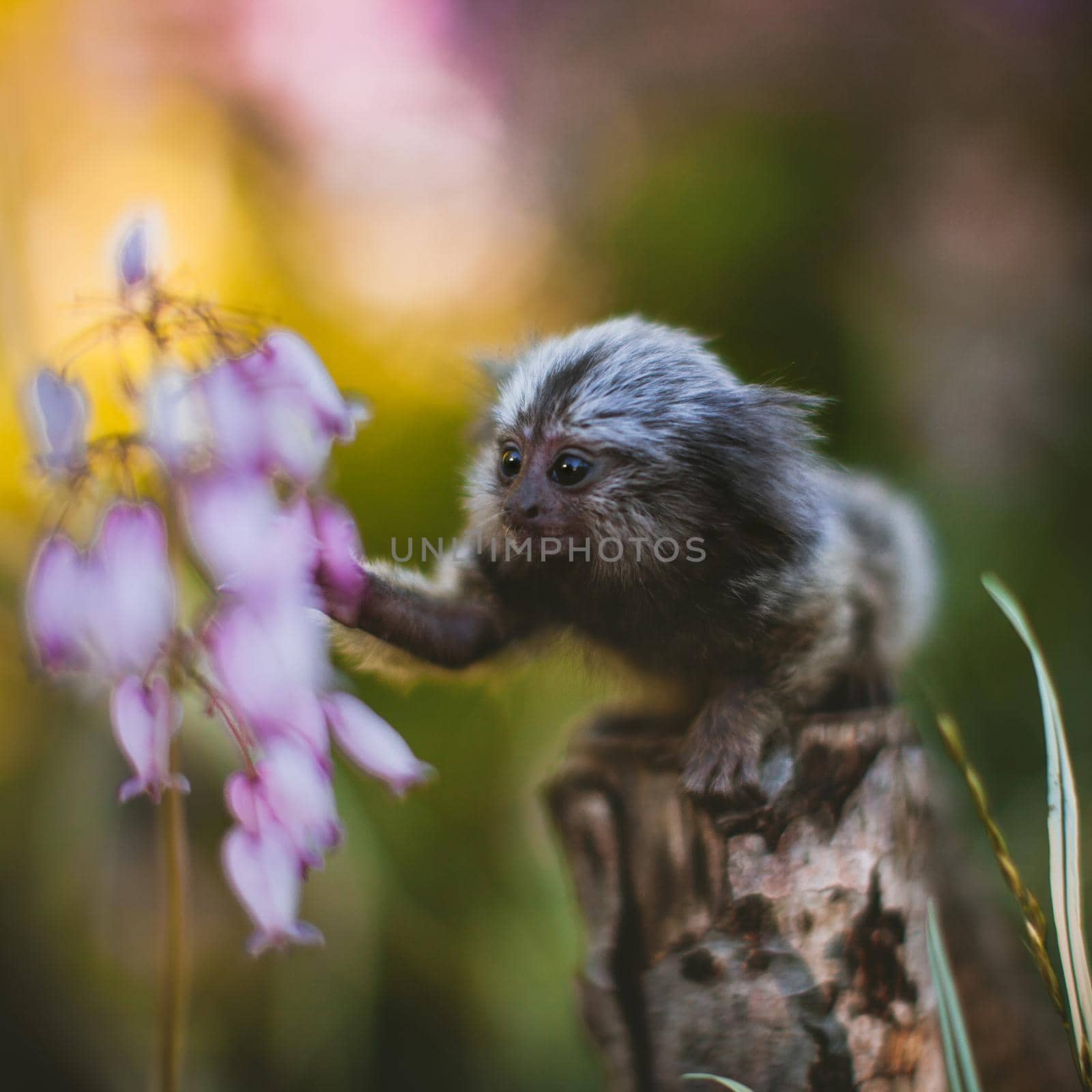 The common marmoset, Callithrix jacchus, on the branch in summer garden