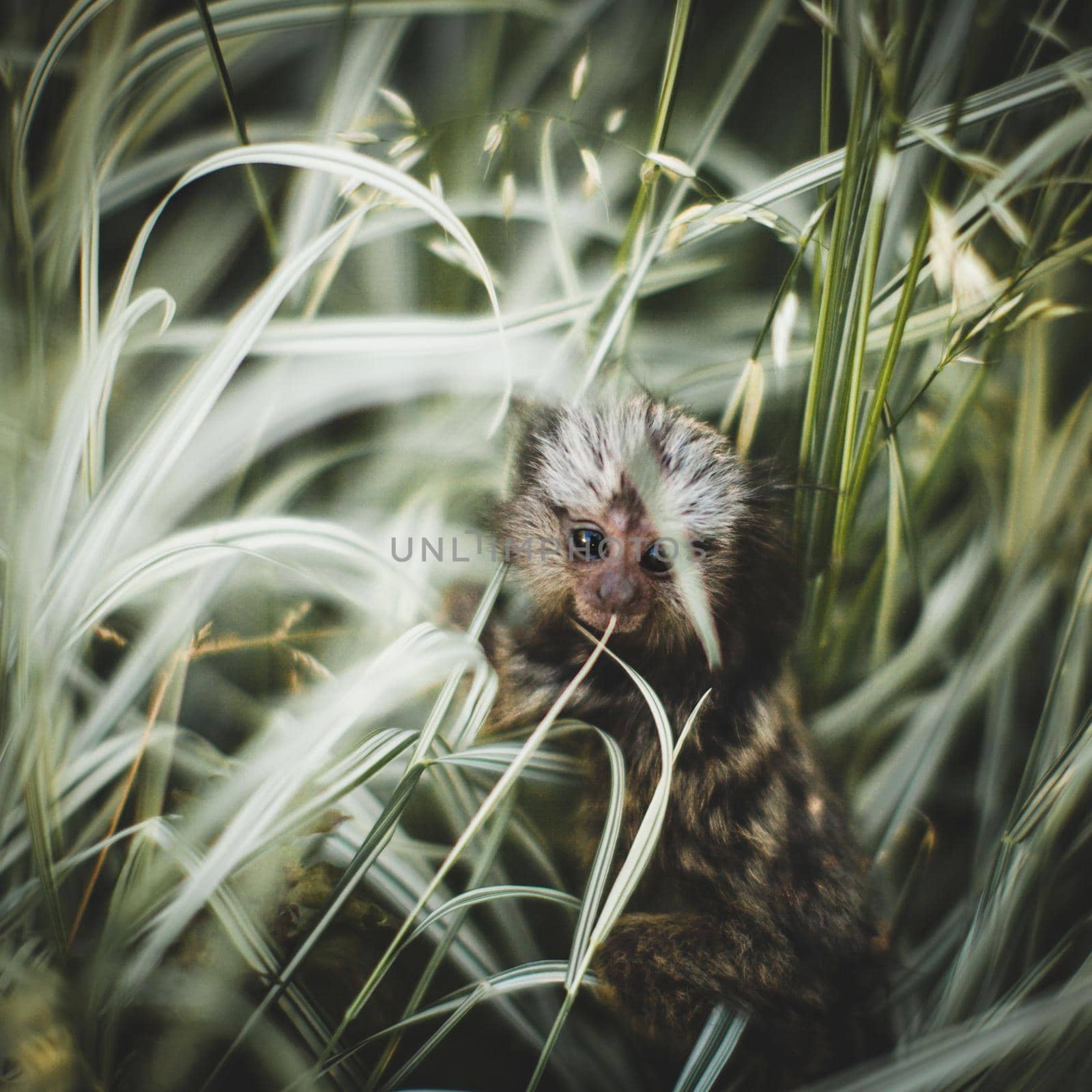 The common marmoset baby on the branch in summer garden by RosaJay