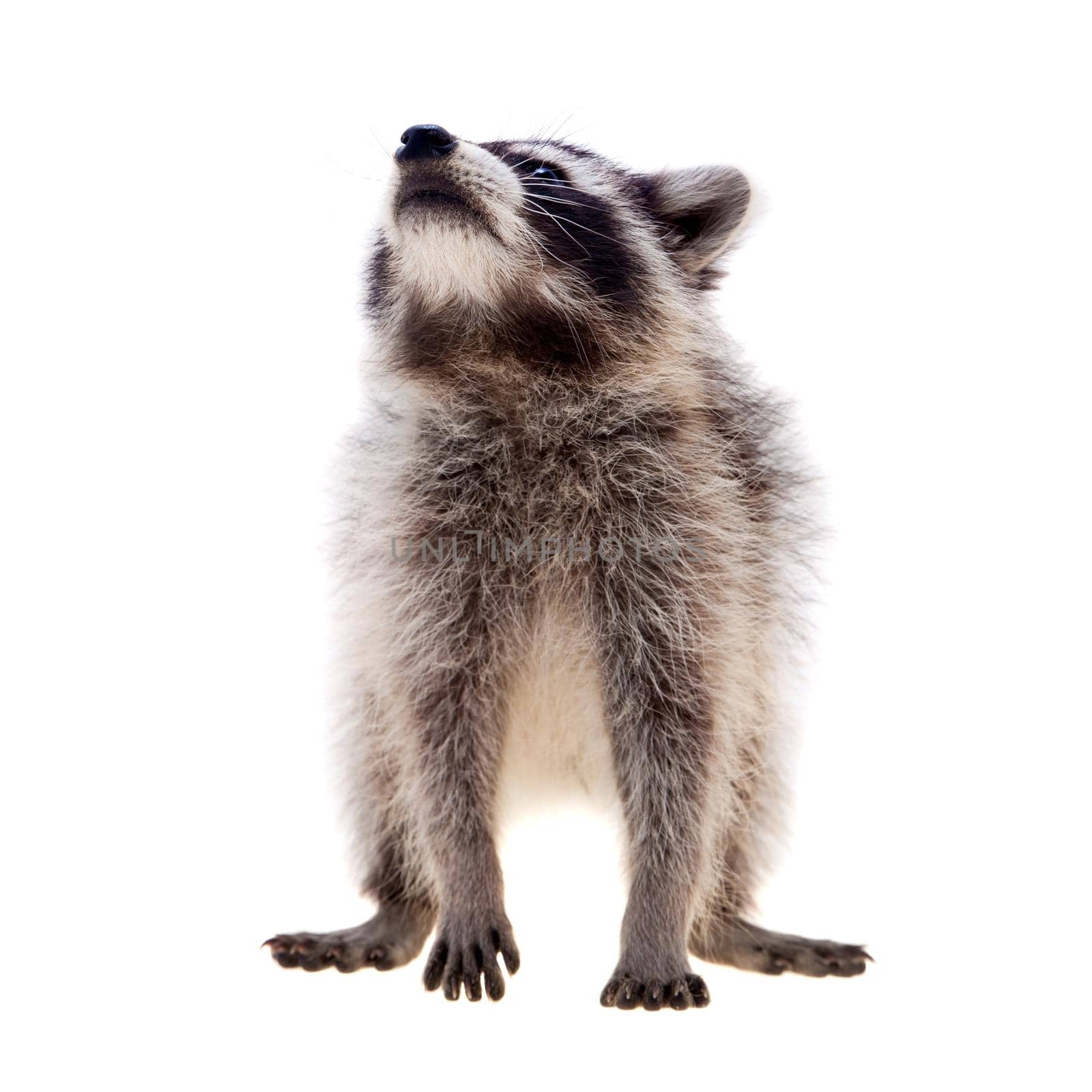 Baby raccoon - Procyon lotor in front of a white background
