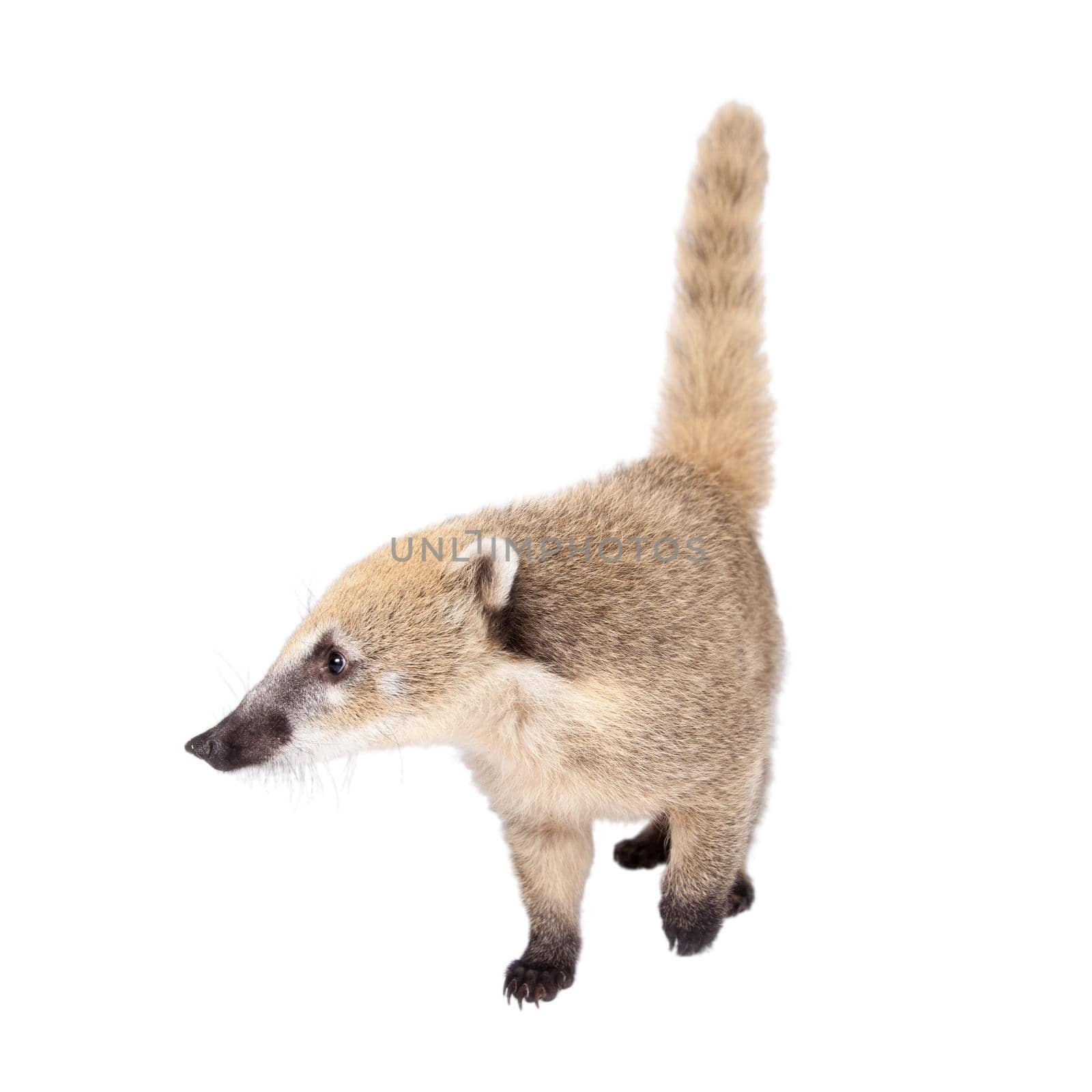 South American coati, Nasua nasua, baby isolated on white background