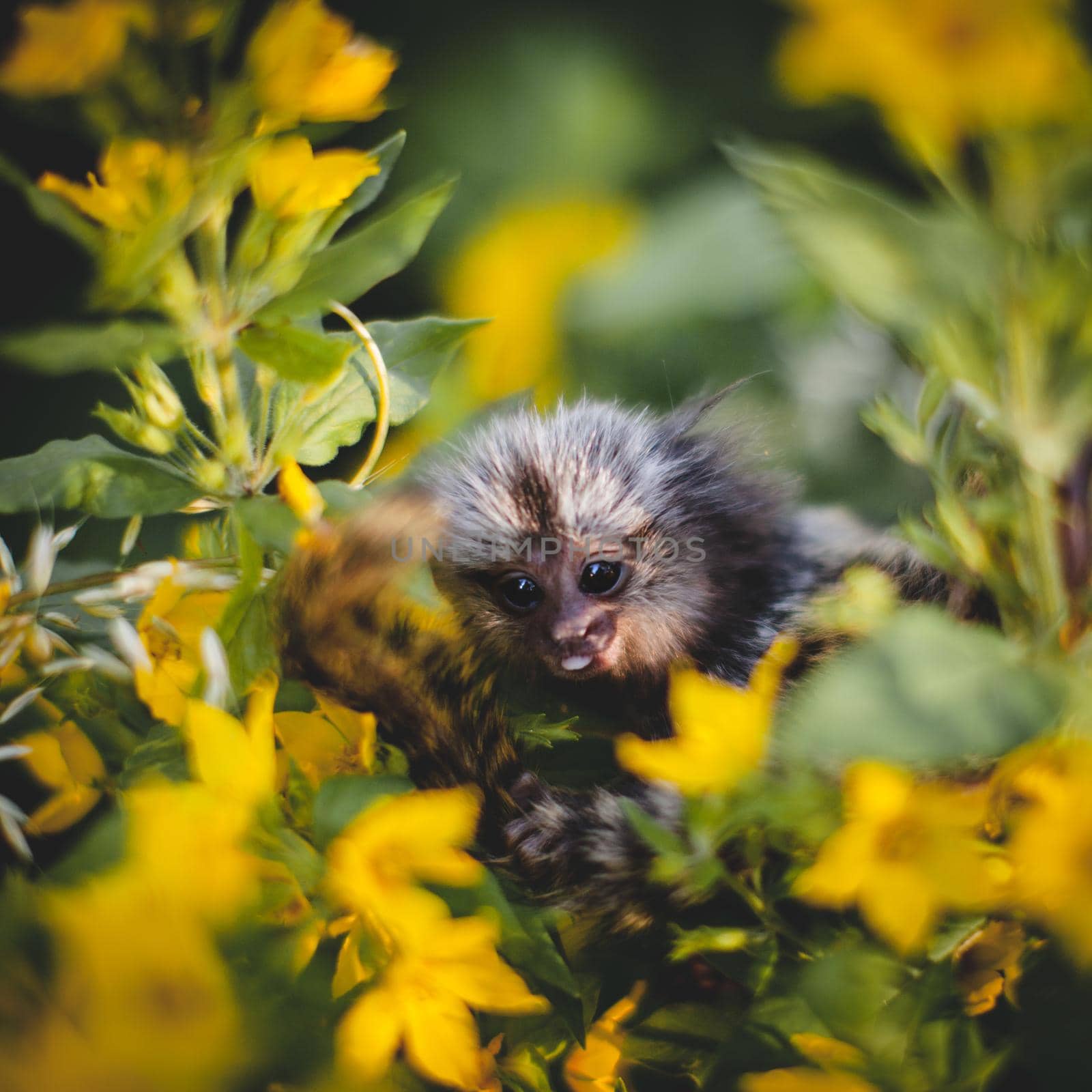The common marmoset baby on the branch in summer garden by RosaJay