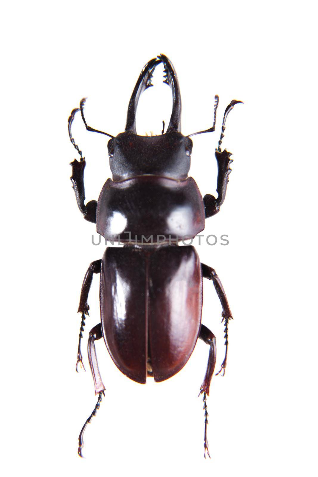 Stag beetle on the white background by RosaJay