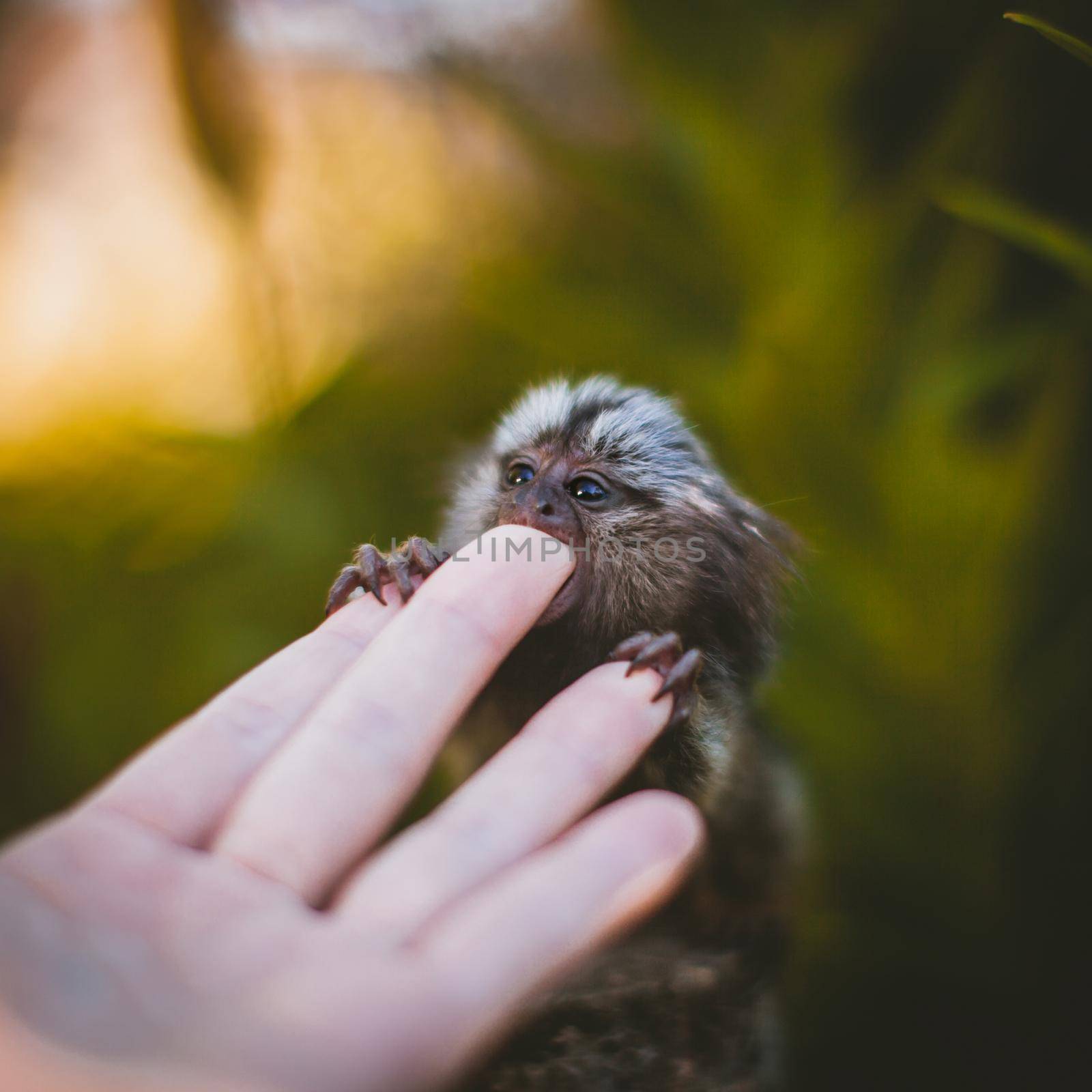 The common marmoset baby on the branch in summer garden with humsn hand by RosaJay