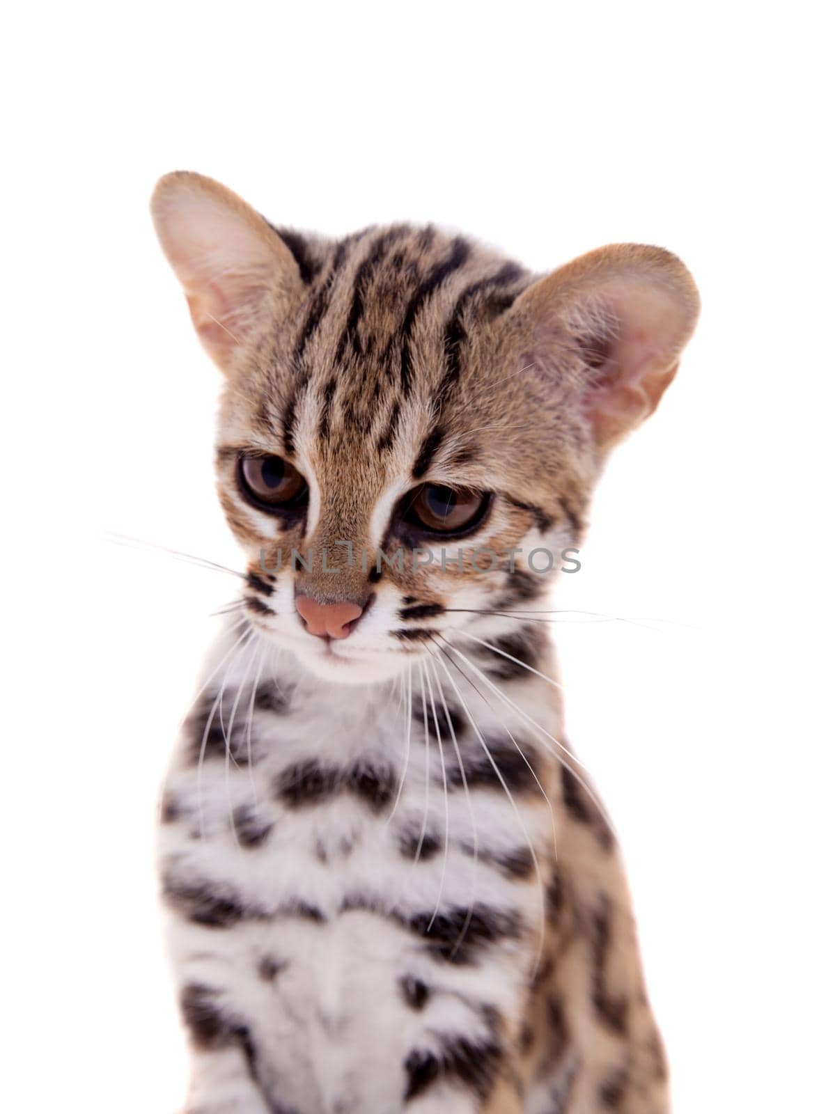 Asian leopard cat, Prionailurus bengalensis, isolated on white