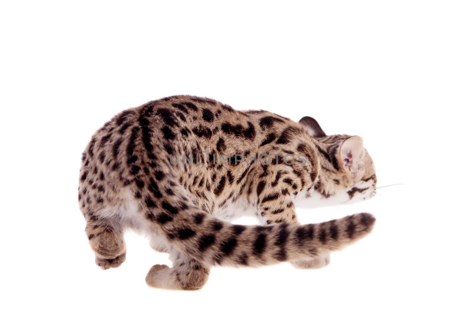 Asian leopard cat, Prionailurus bengalensis, isolated on white