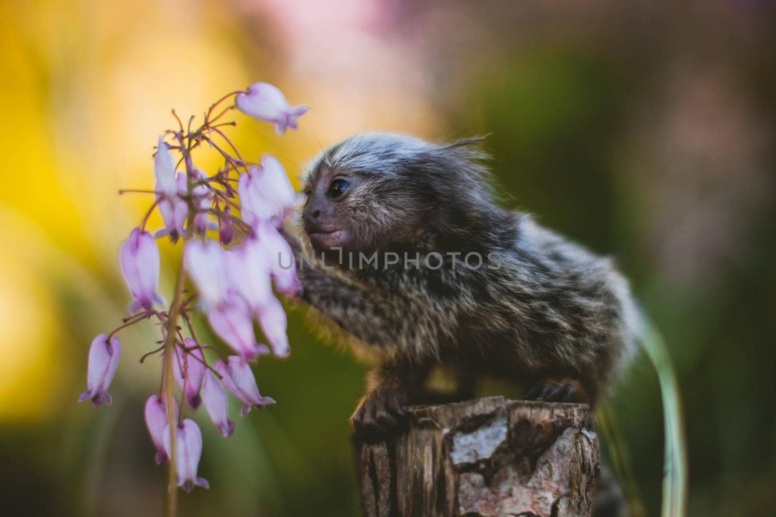 The common marmoset baby on the branch in summer garden by RosaJay