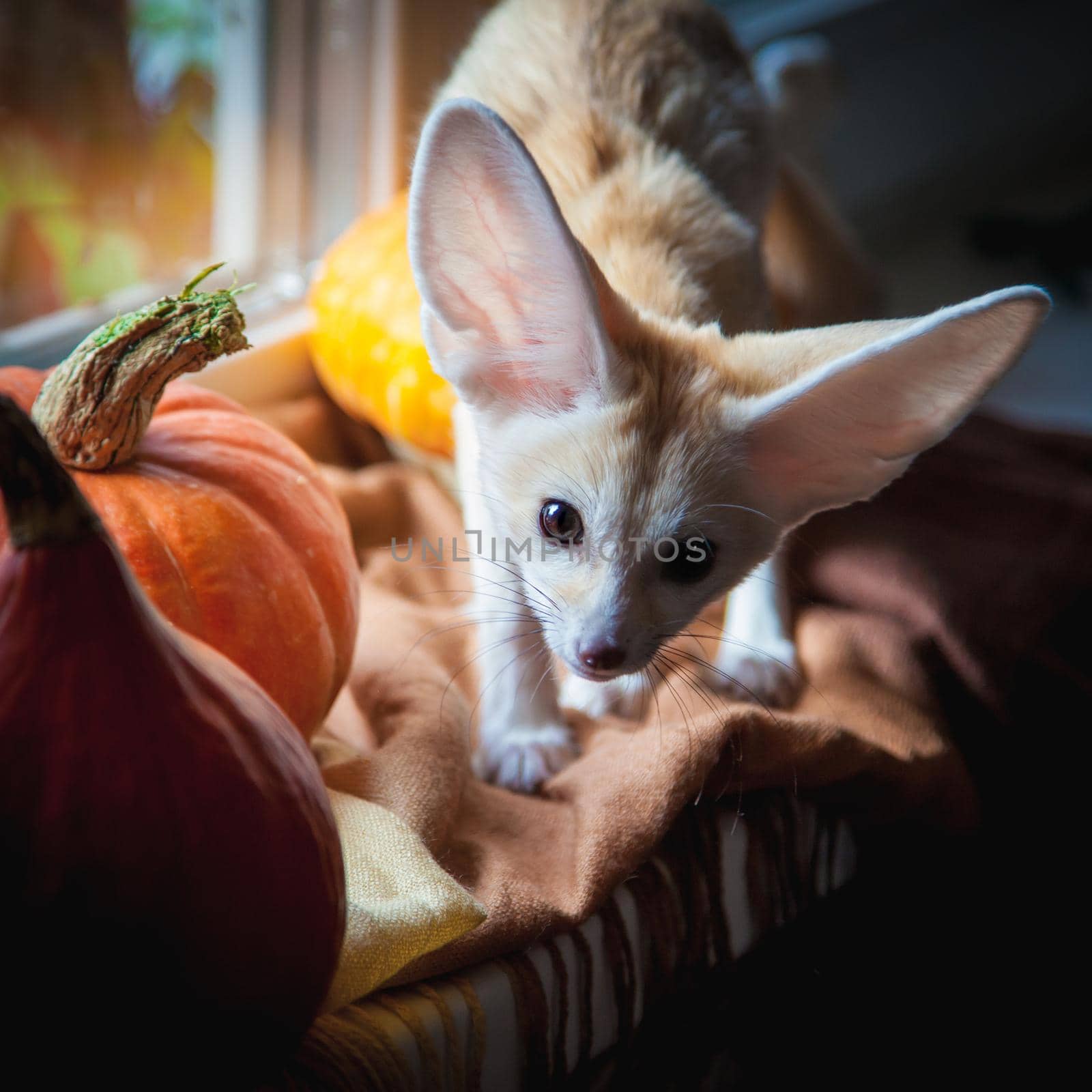 Pretty Fennec fox cub with Haloween pumpkins by RosaJay