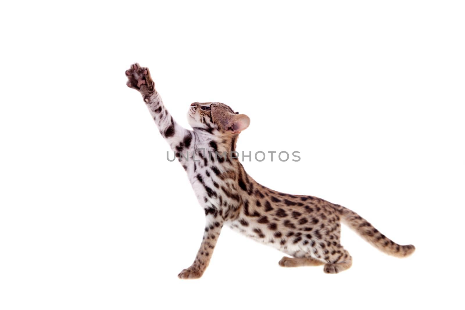 Asian leopard cat, Prionailurus bengalensis, isolated on white