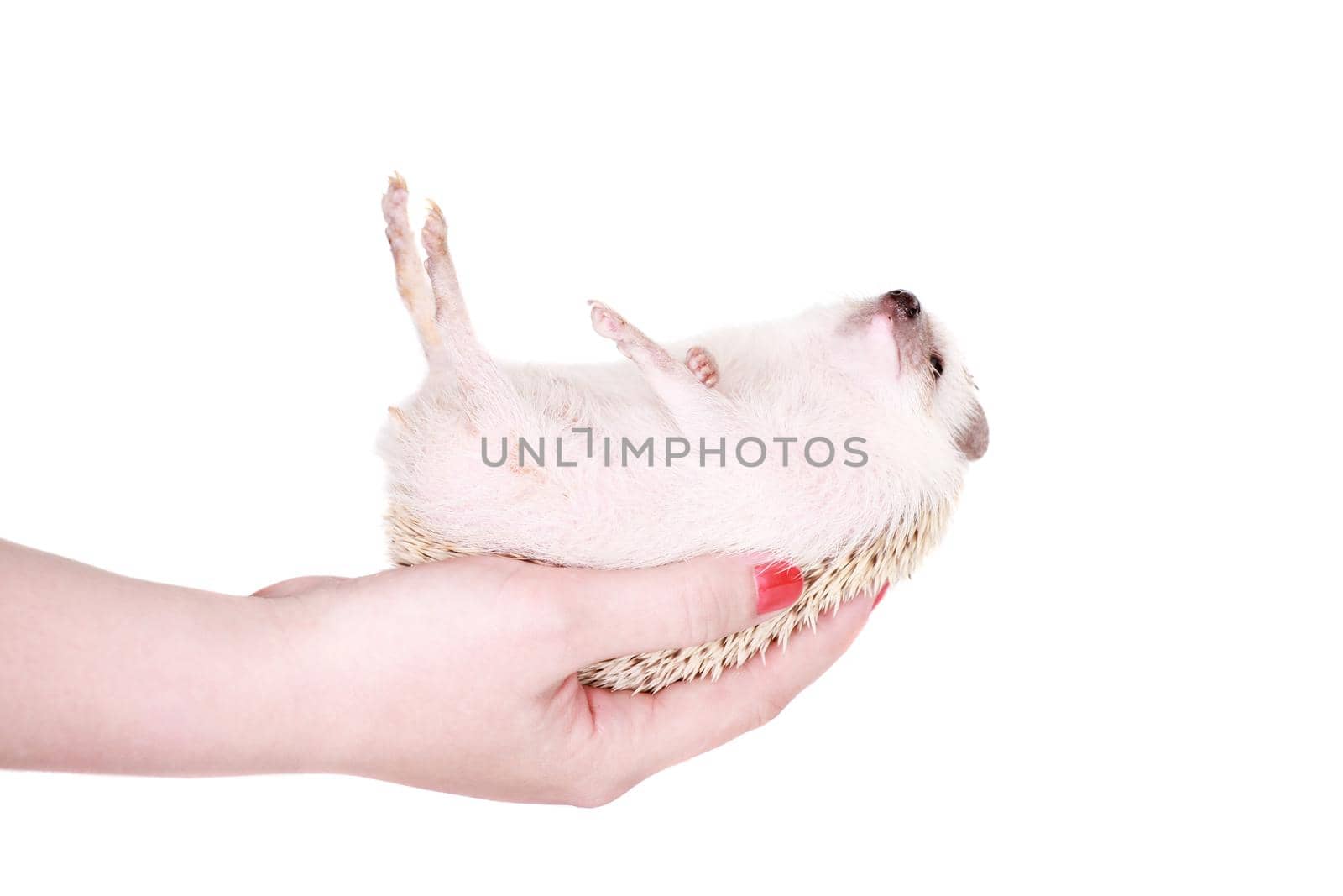 Domesticated hedgehog or African pygmy in hand by RosaJay