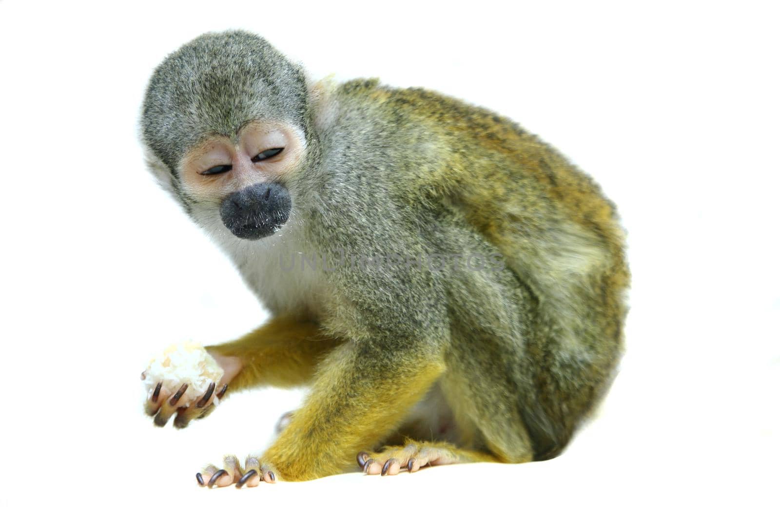 Common squirrel monkey, Saimiri sciureus, on white background