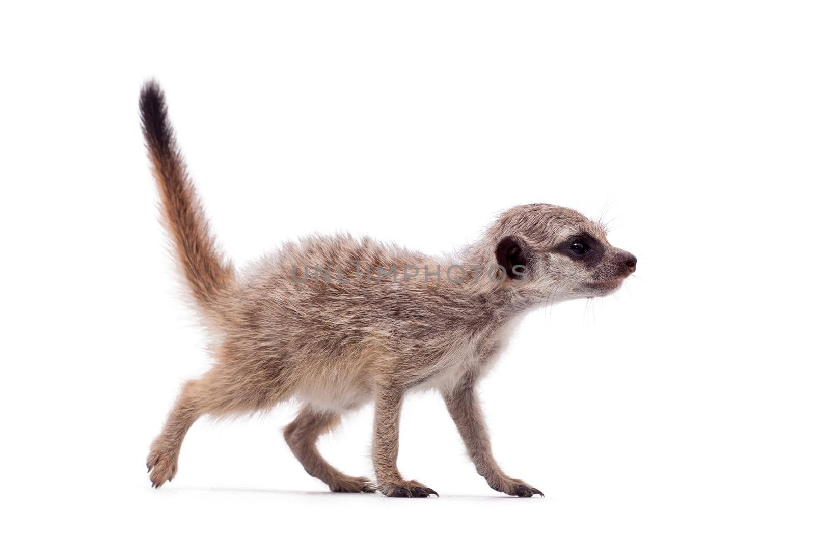 The meerkat or suricate cub, Suricata suricatta, isolated on white