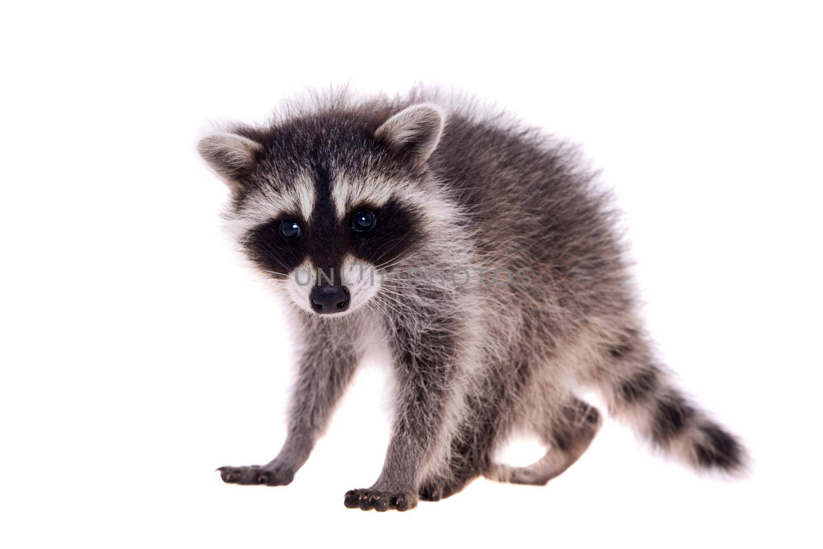 Baby raccoon - Procyon lotor in front of a white background