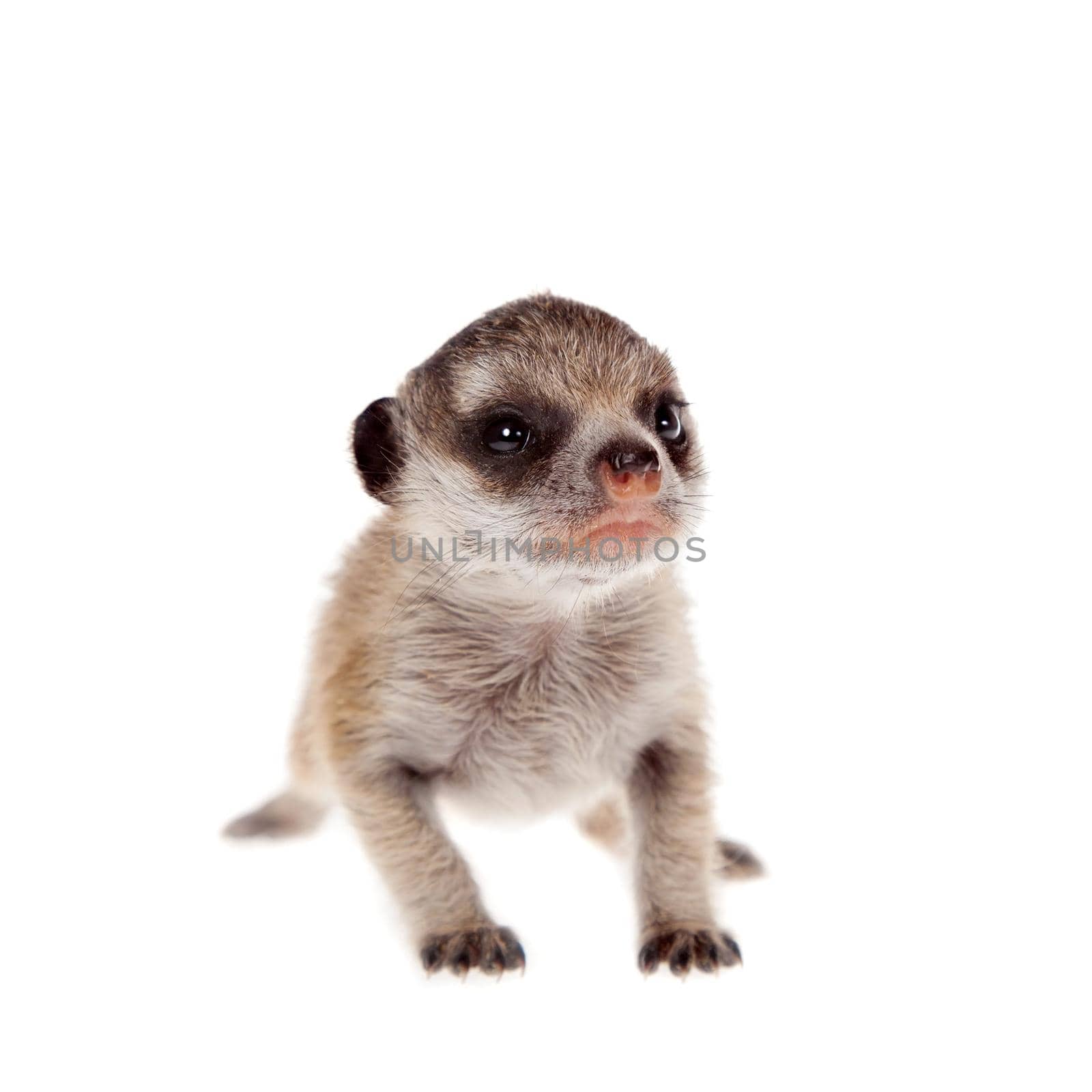 The meerkat or suricate cub, Suricata suricatta, isolated on white