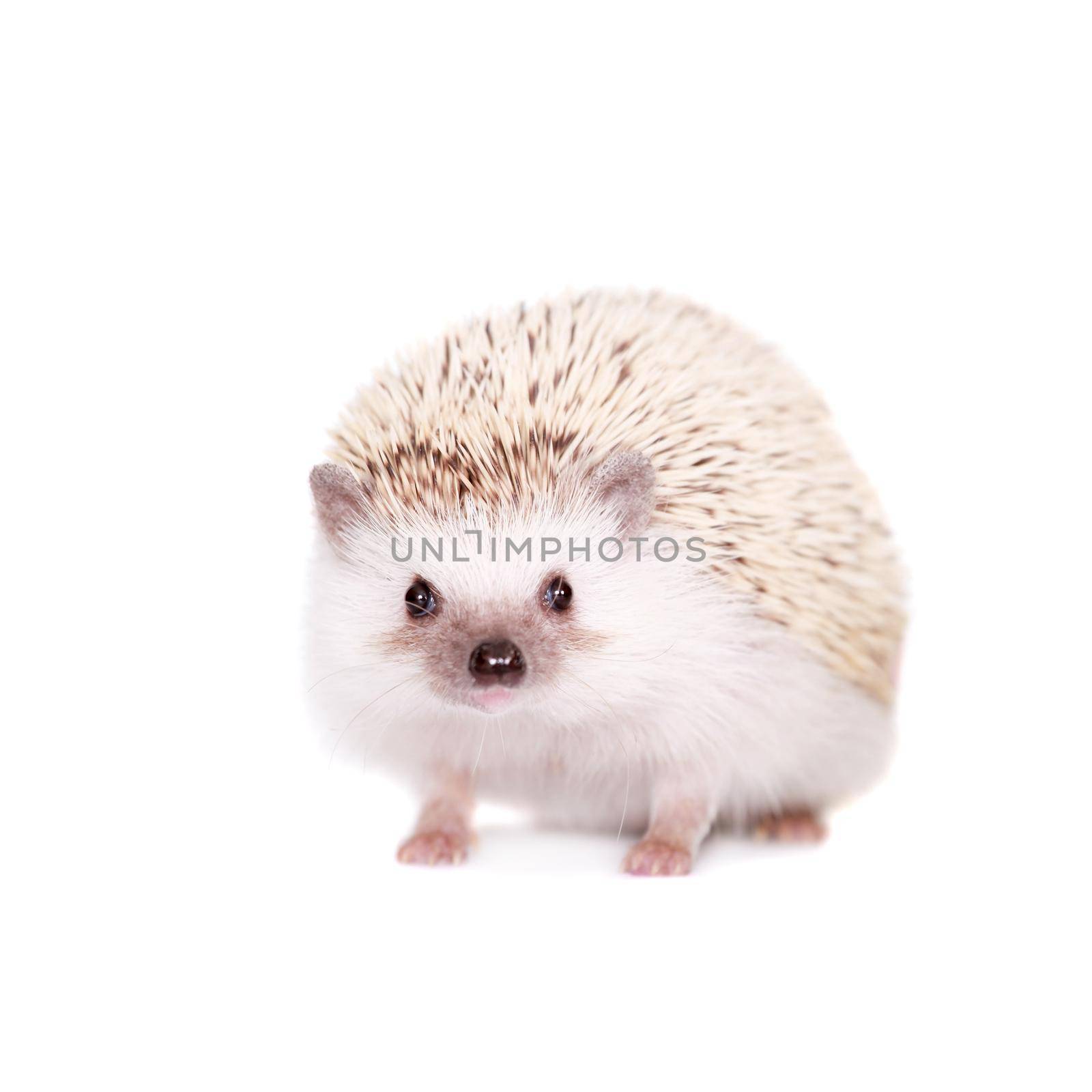 Domesticated hedgehog or African pygmy by RosaJay