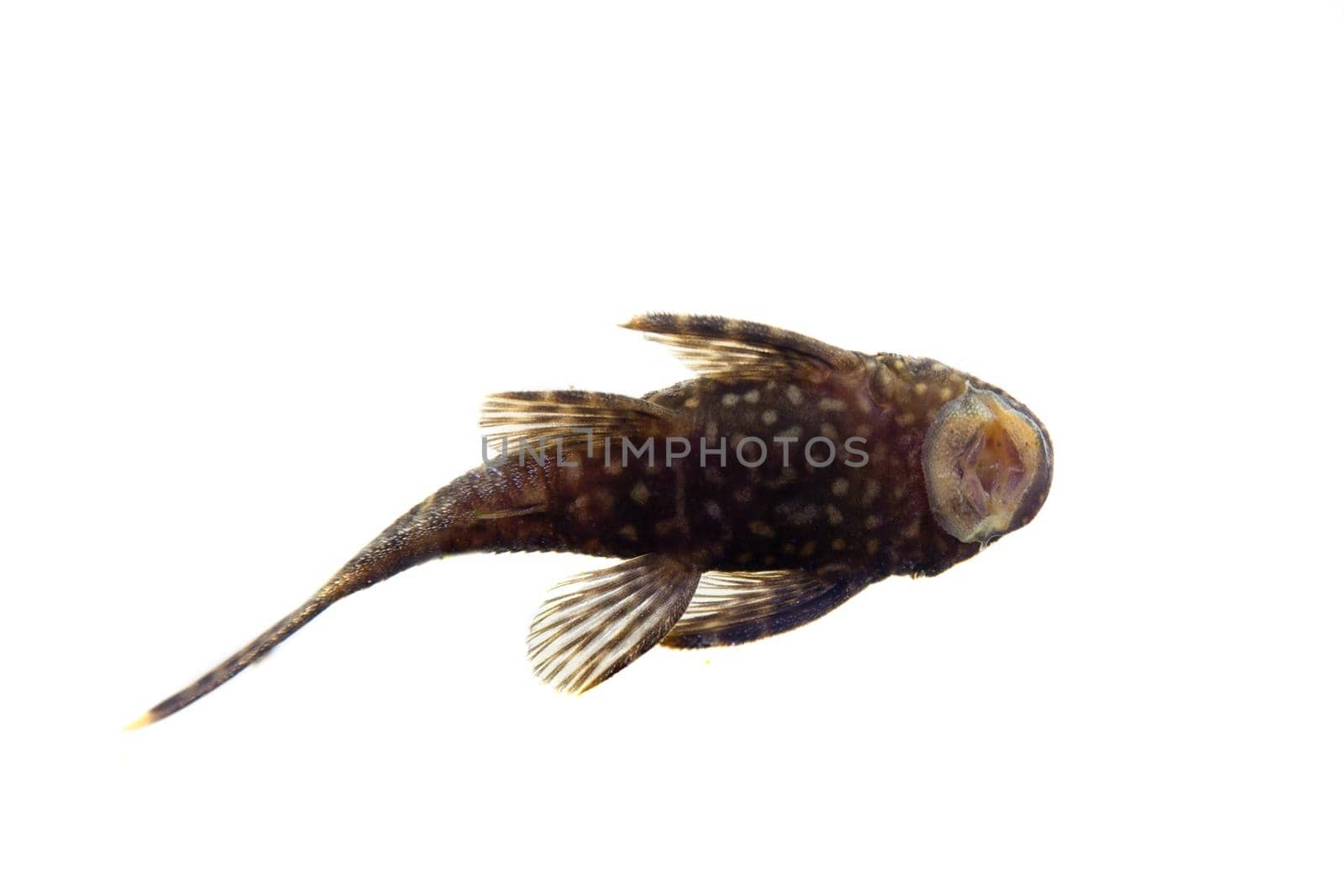 Aquarium Fish Bushymouth catfish, Ancistrus dolichopterus, isolated on white background