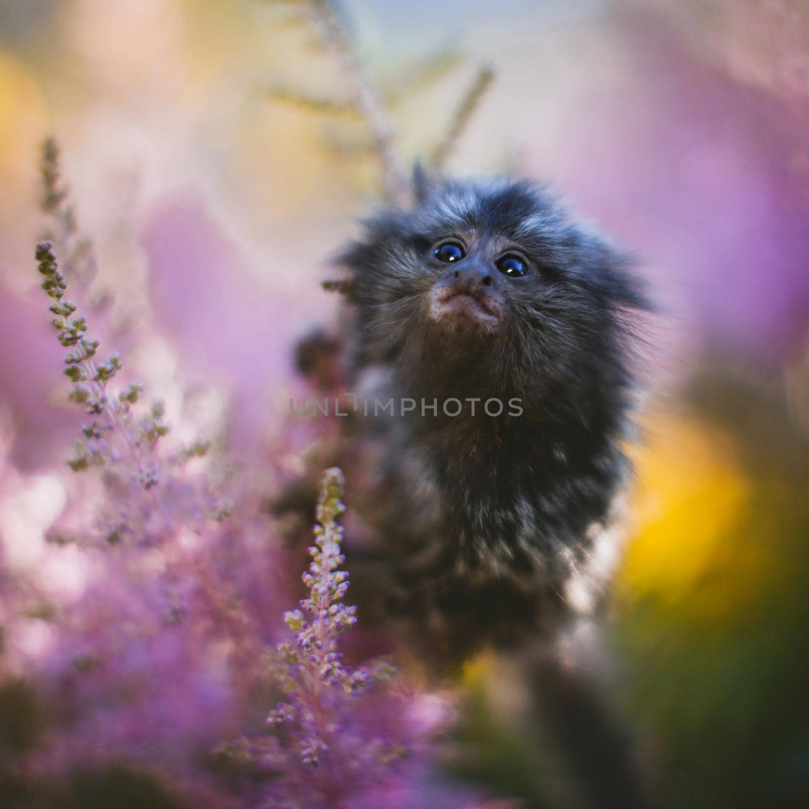 The common marmoset baby on the branch in summer garden by RosaJay