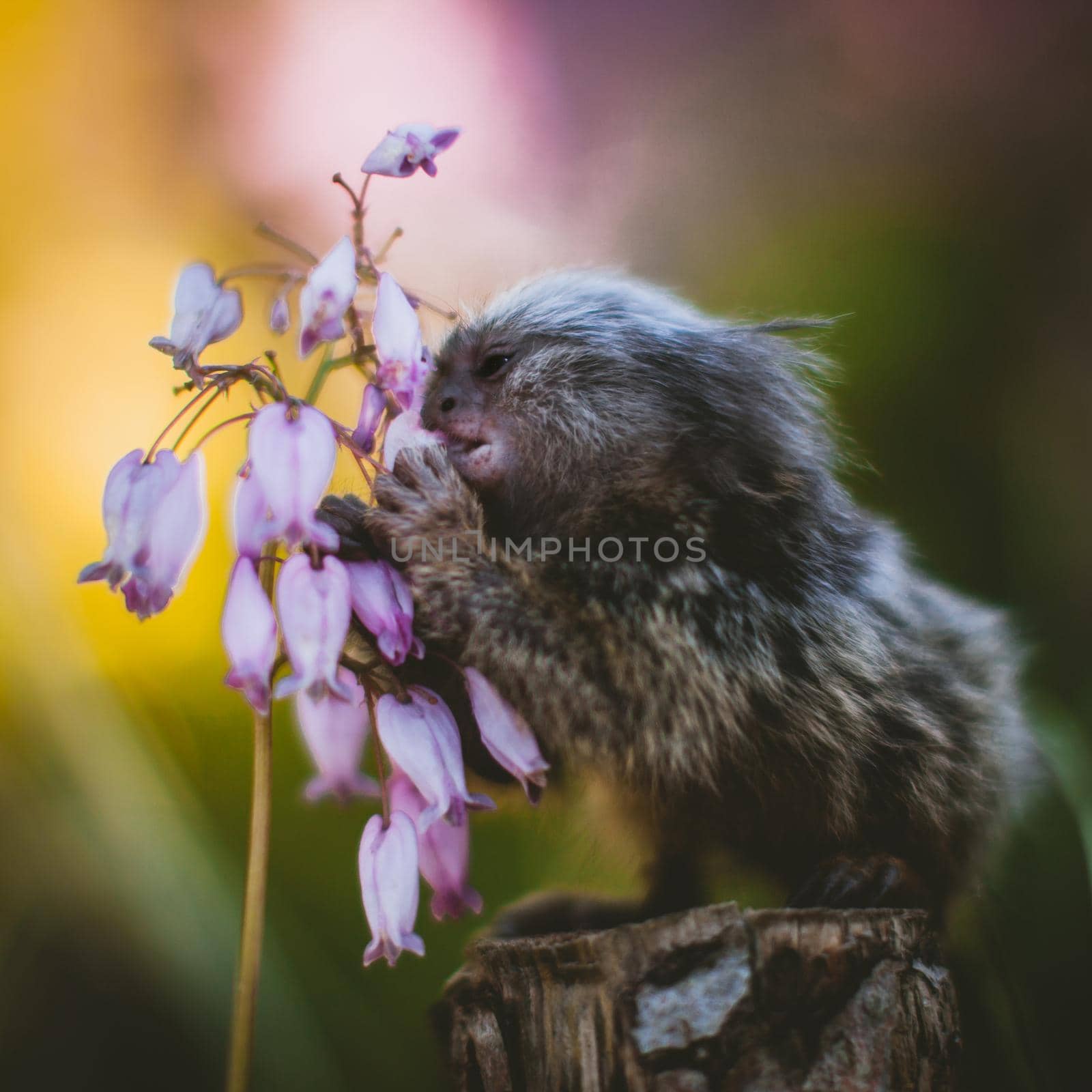 The common marmoset, Callithrix jacchus, on the branch in summer garden