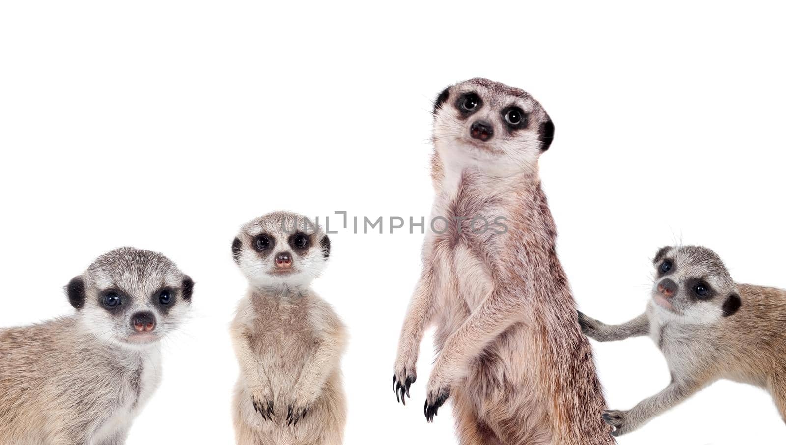 The meerkats or suricates, Suricata suricatta, isolated on white