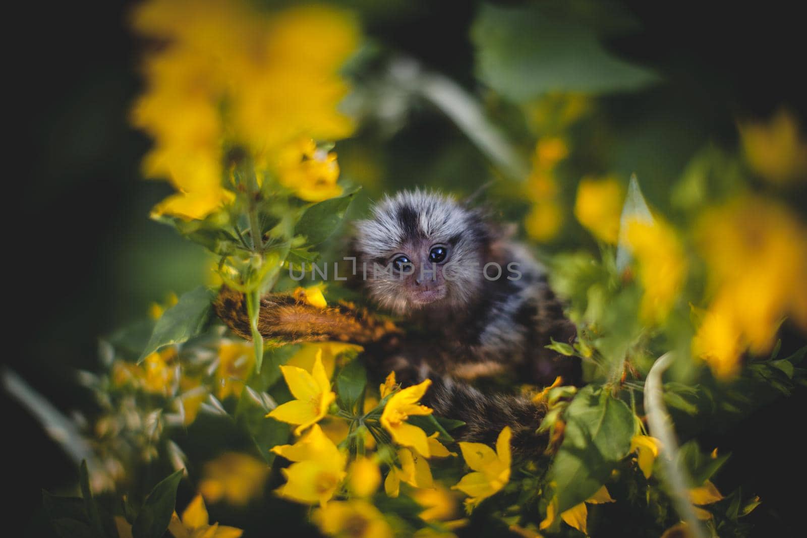 The common marmoset baby on the branch in summer garden by RosaJay