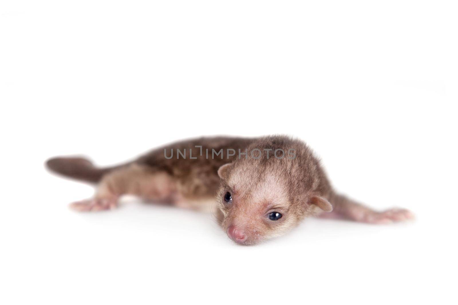 Kinkajou, Potos flavus, 1 mounth old baby on white by RosaJay