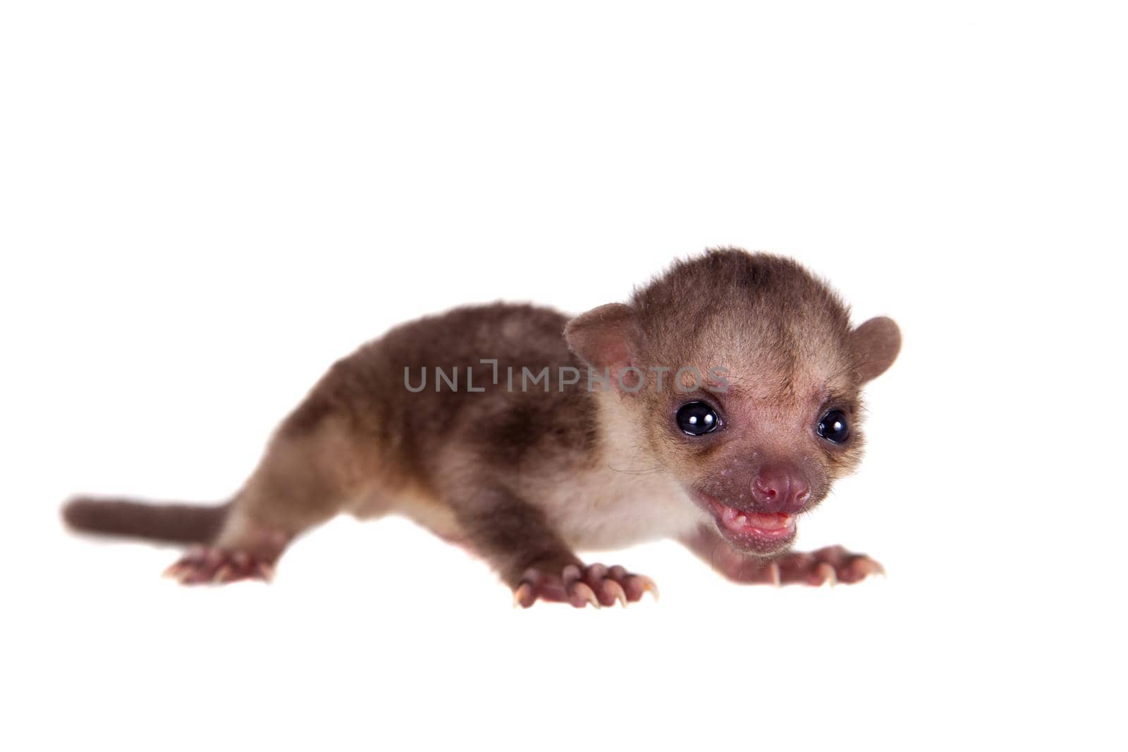 Kinkajou, Potos flavus, 2 mounth old baby on white by RosaJay