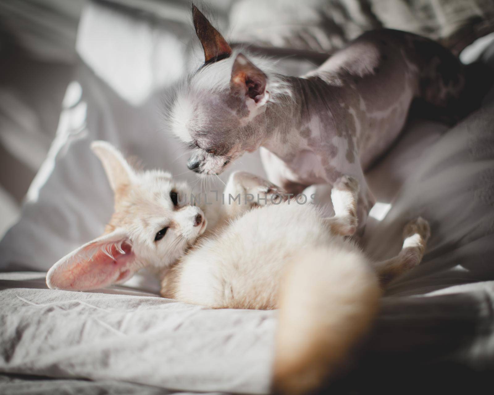 Ugly peruvian hairless and chihuahua mix dog licks a pretty fennec fox