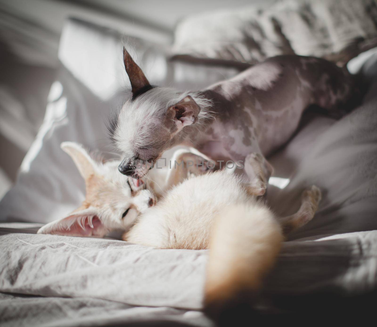 Peruvian hairless and chihuahua mix dog licks a fennec fox by RosaJay