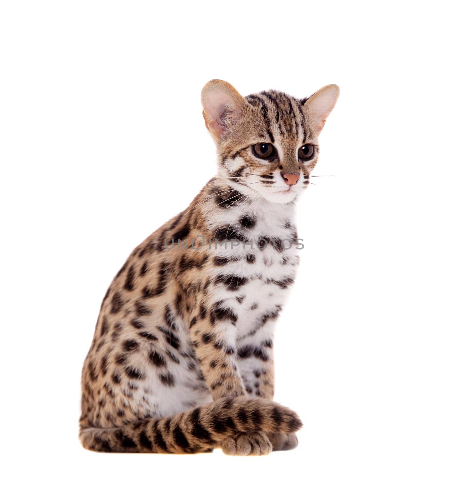 Asian leopard cat, Prionailurus bengalensis, isolated on white