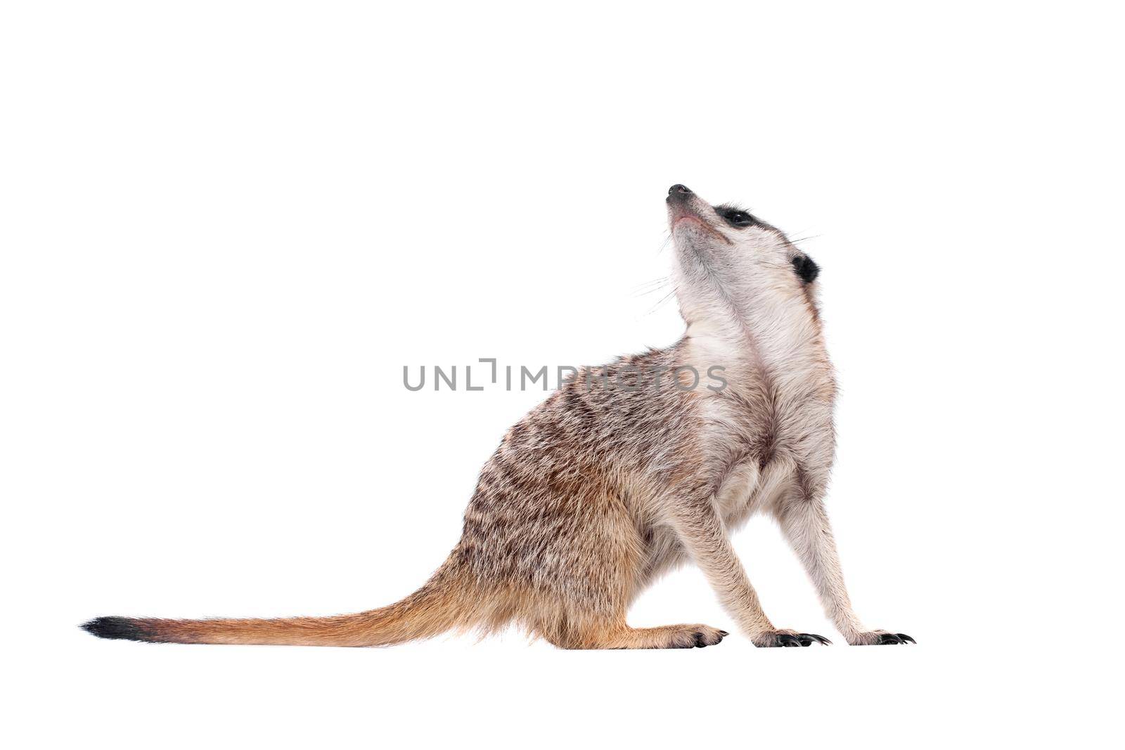 The meerkat or suricate, Suricata suricatta, isolated on white