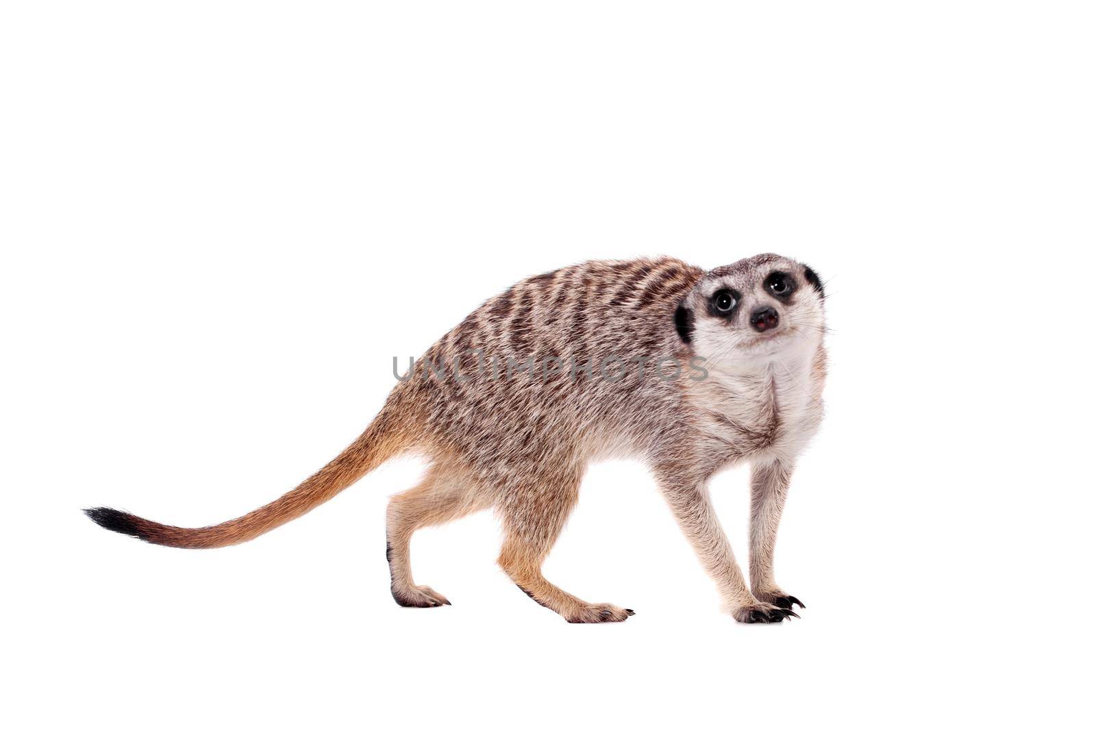 The meerkat or suricate on white by RosaJay