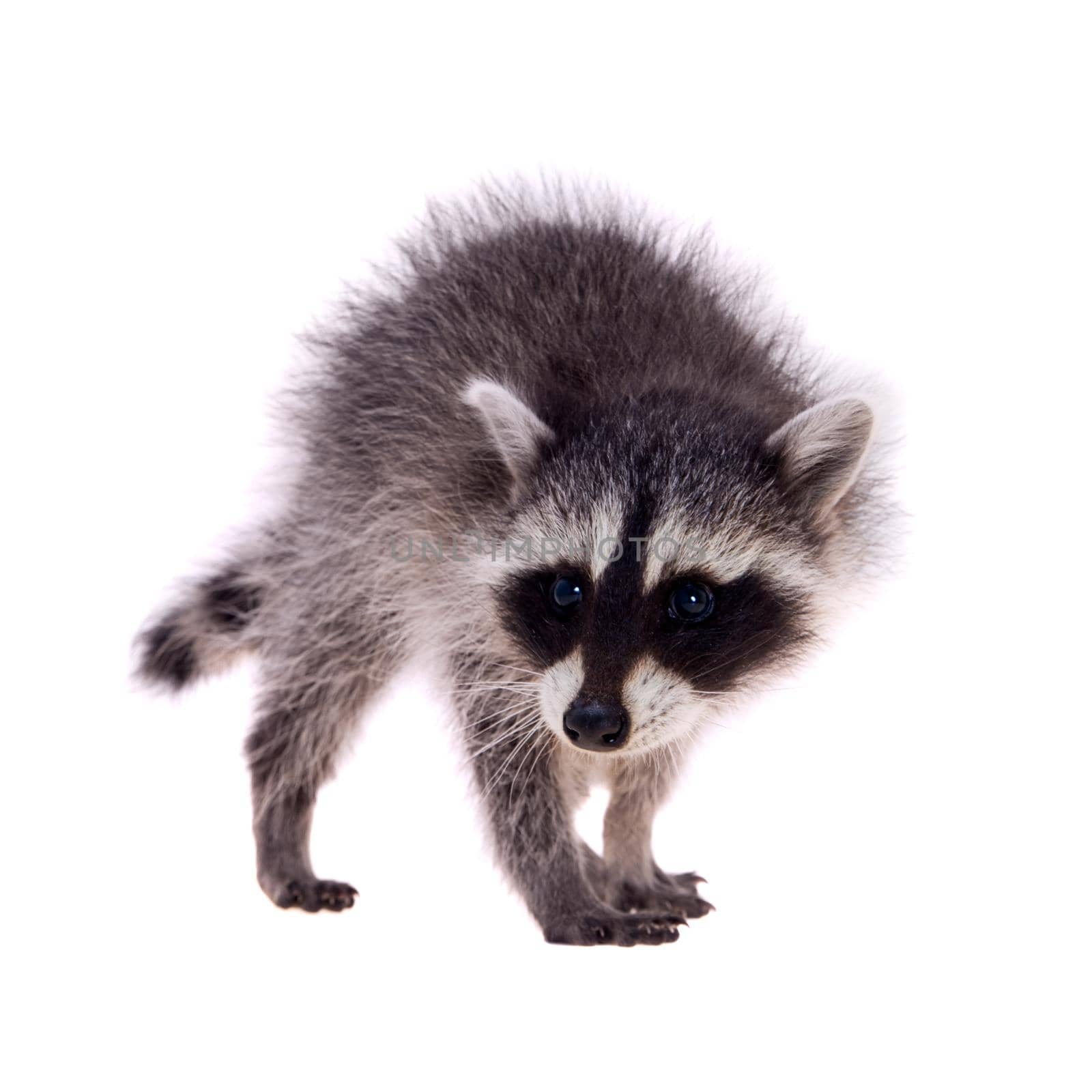 Baby raccoon - Procyon lotor in front of a white background