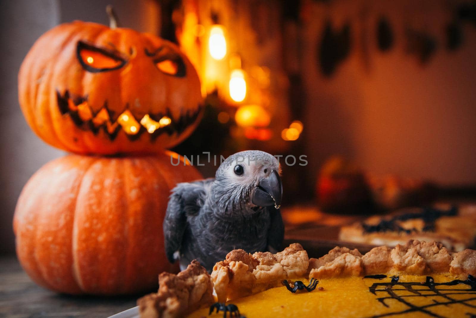 Happy Halloween. African Grey Parrot baby with a pie and pumpkins by RosaJay