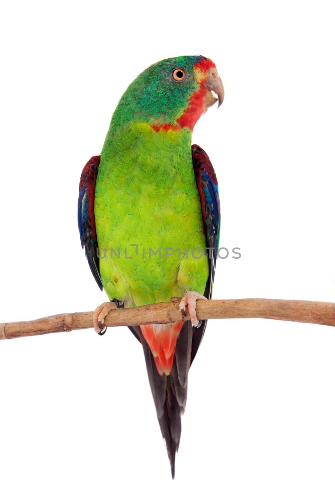 Swift Parrot on white background by RosaJay