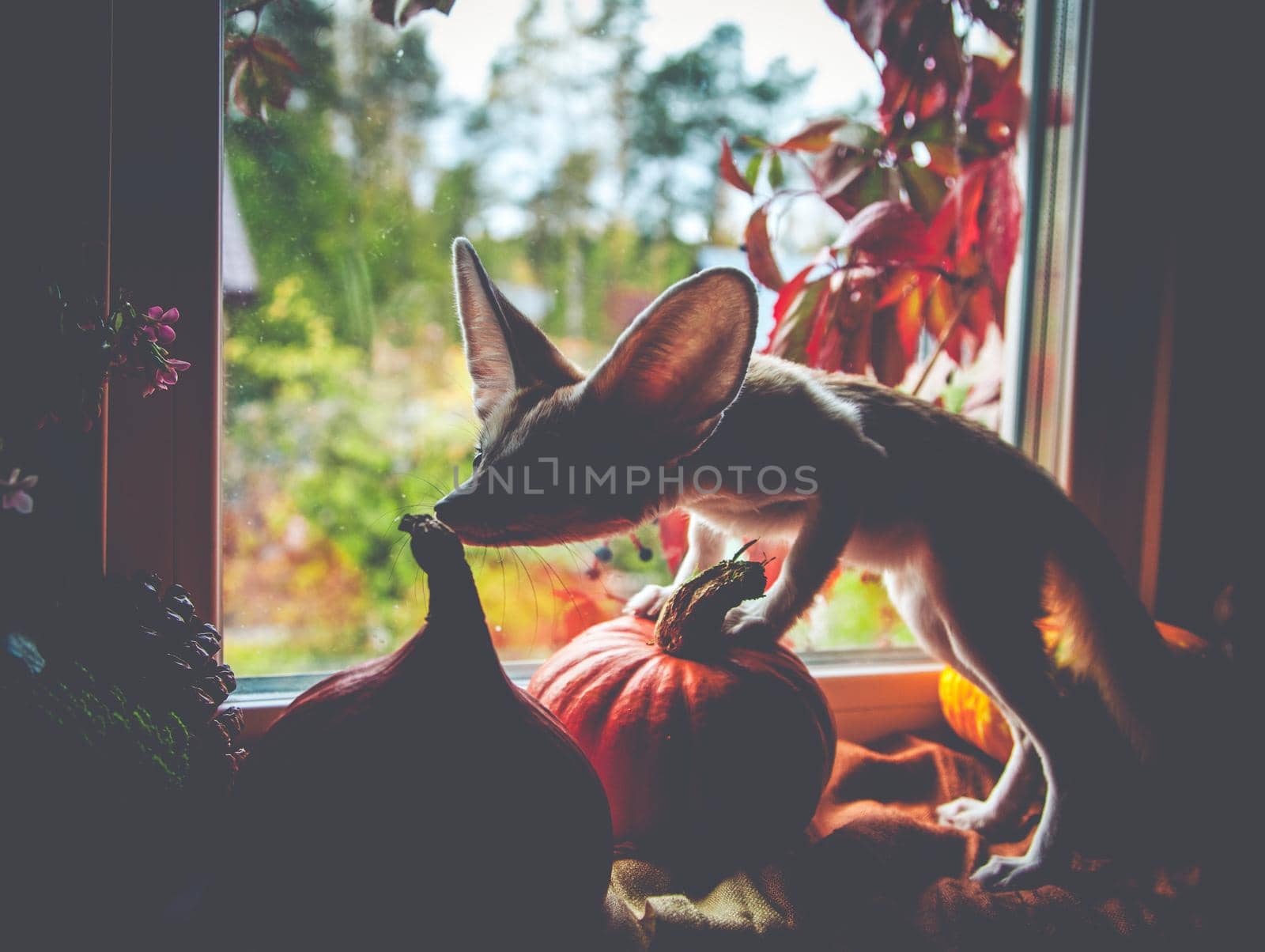 Pretty Fennec fox cub with Haloween pumpkins on window